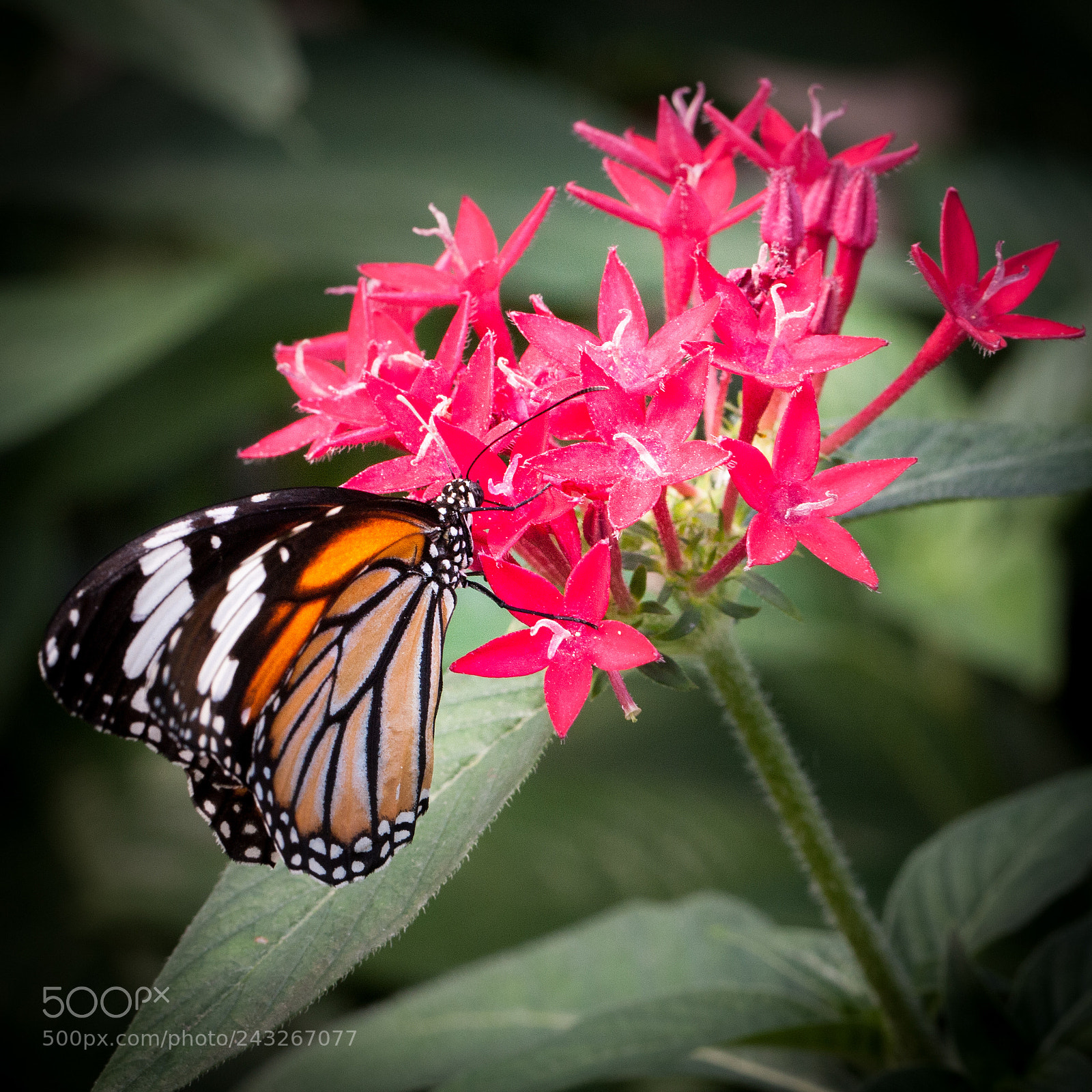 Canon EOS 40D sample photo. Butterfly photography