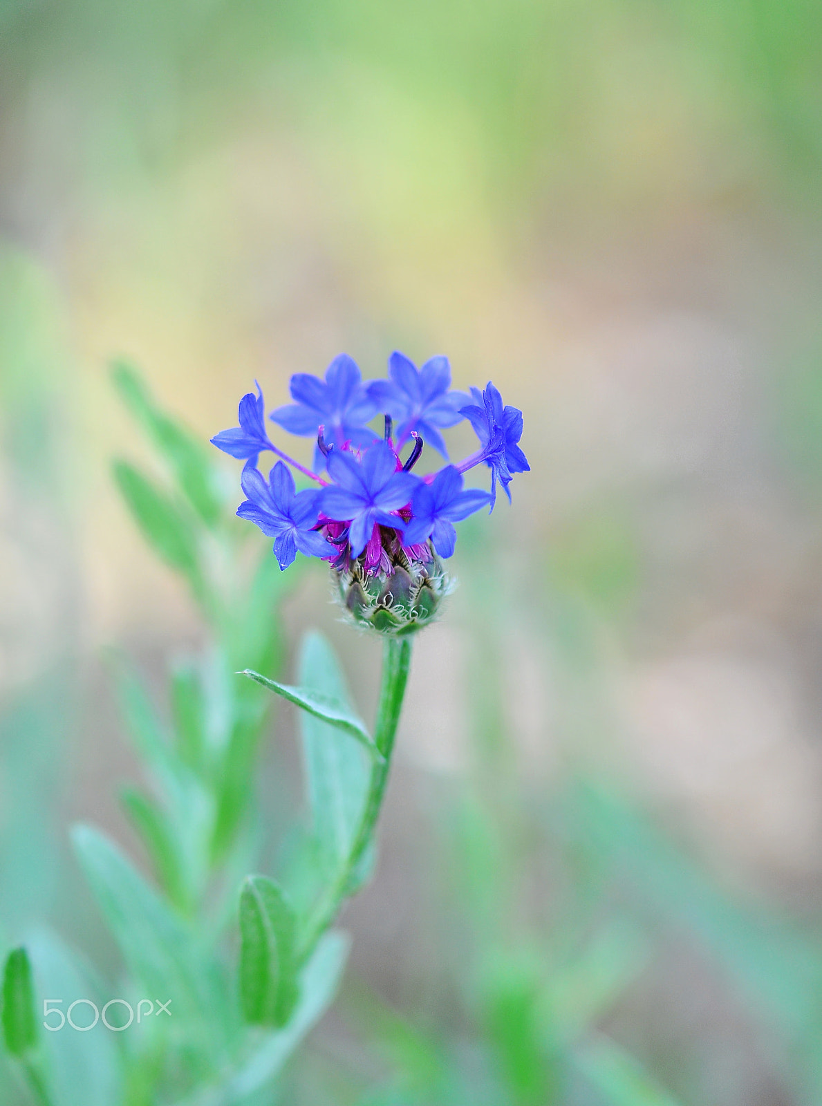 Nikon AF-S Micro-Nikkor 105mm F2.8G IF-ED VR sample photo. Wild flower photography