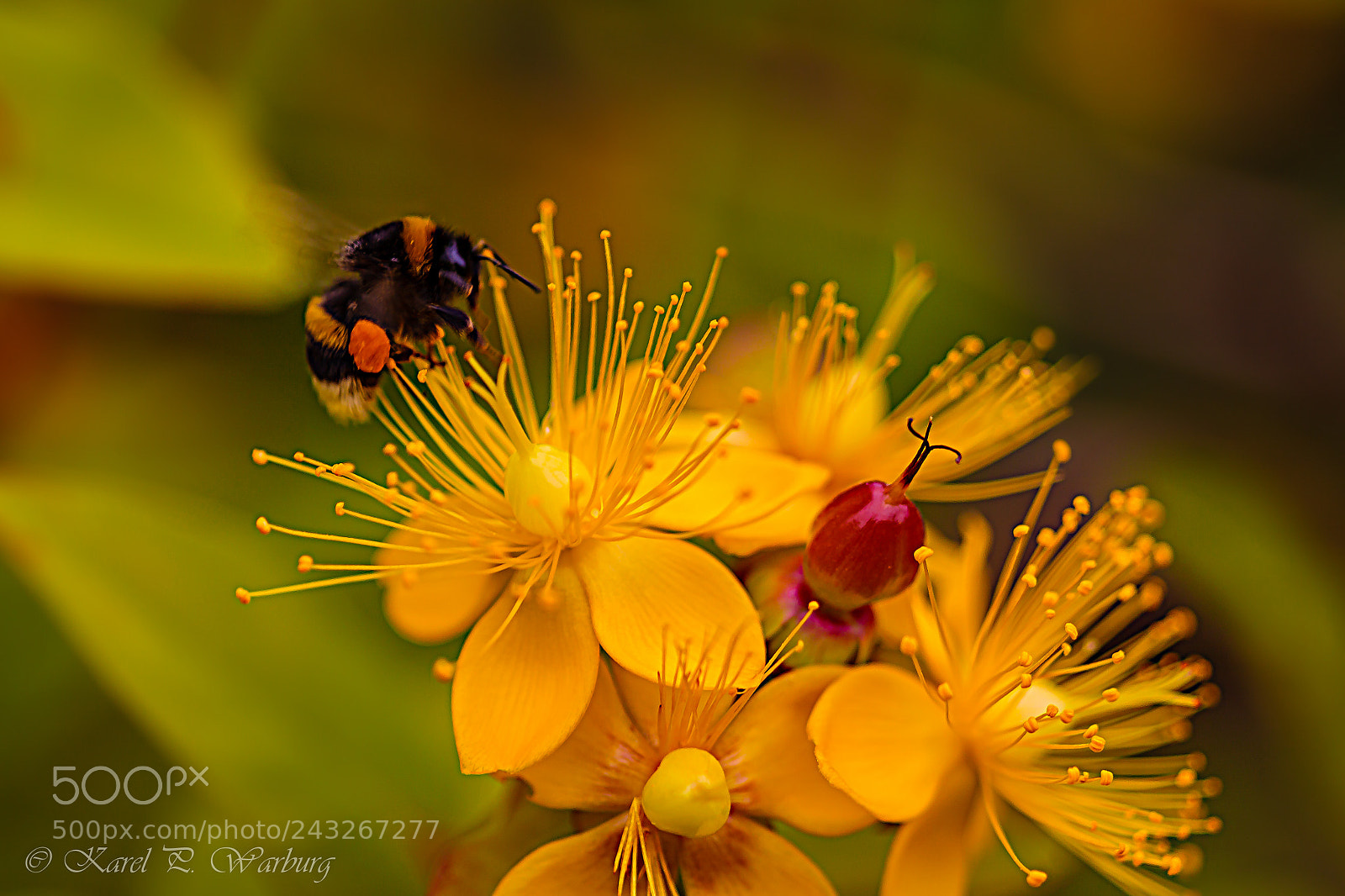 Canon EOS 50D sample photo. Bee-licious. photography