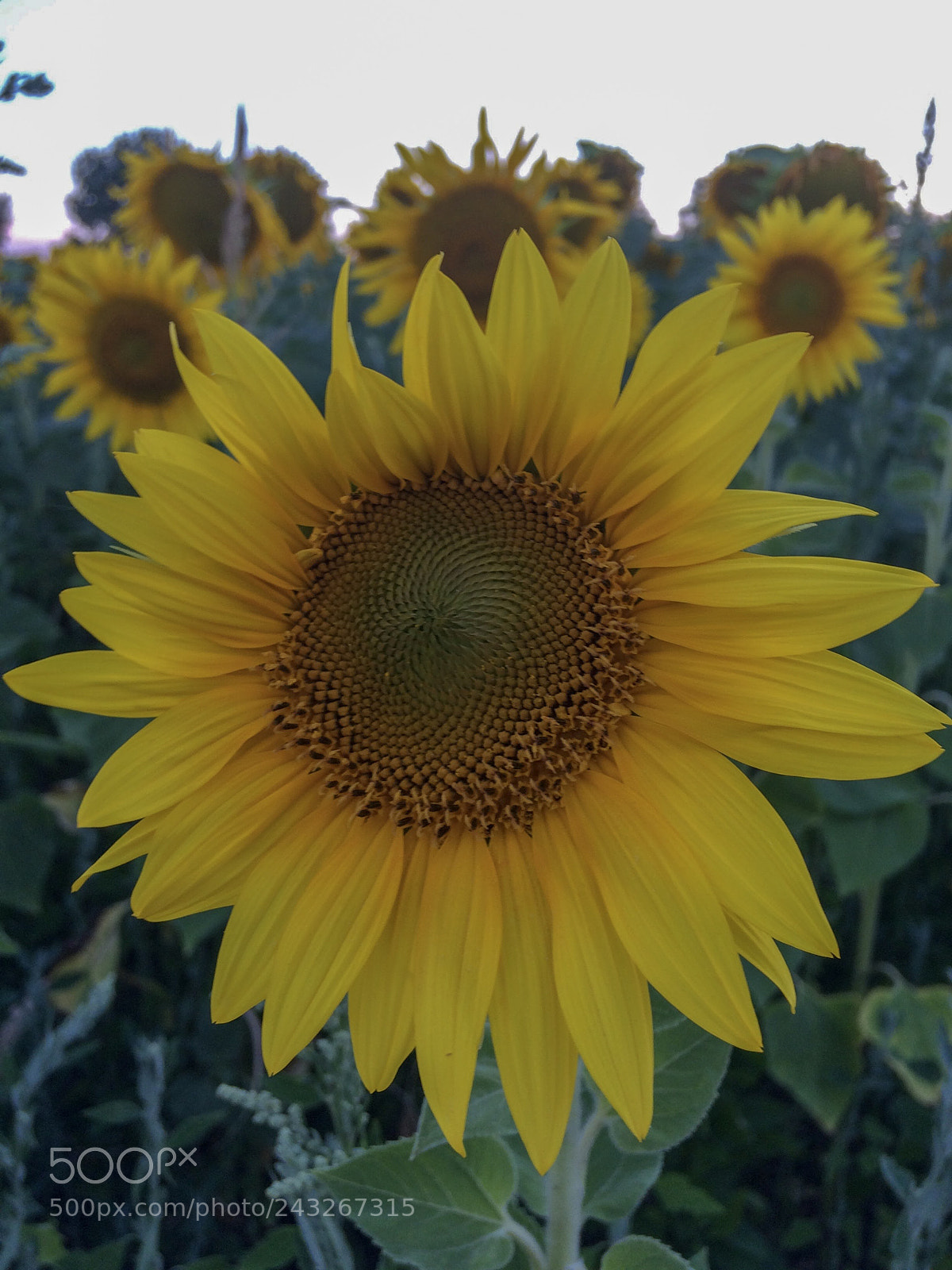Apple iPhone 5s sample photo. Like a sun! photography