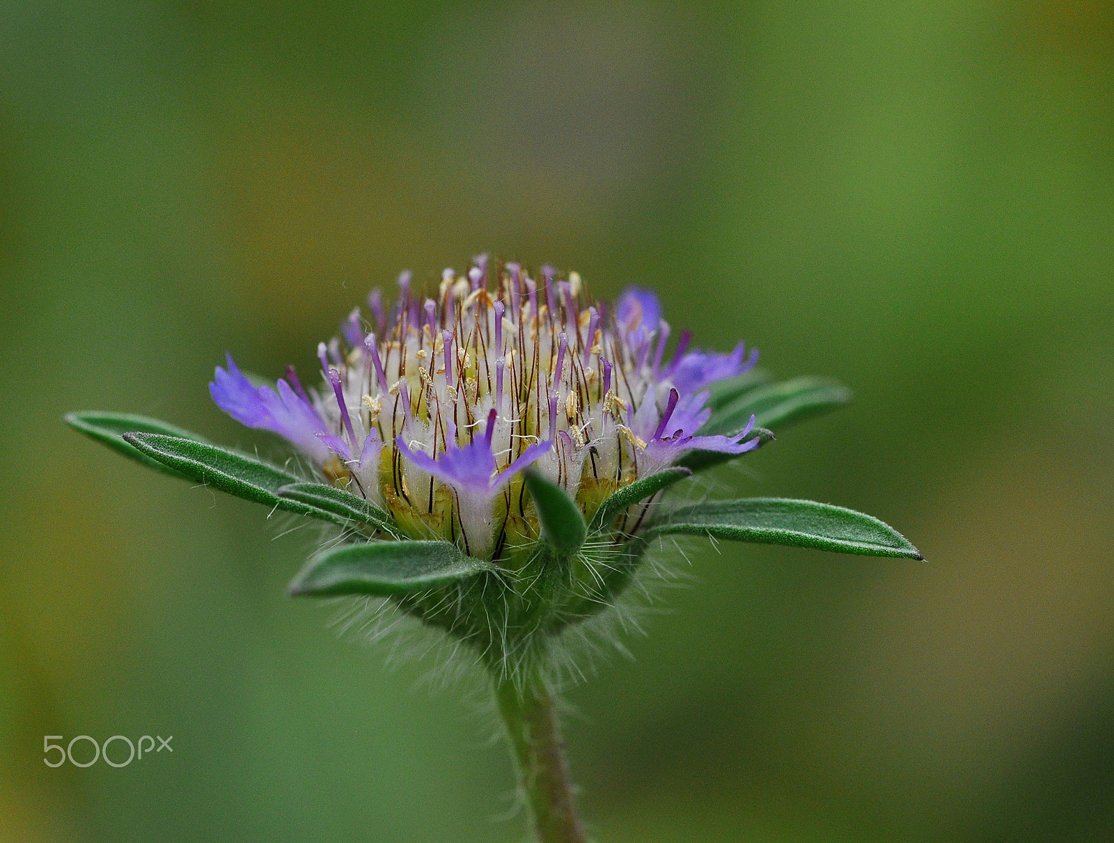 Nikon AF-S Micro-Nikkor 105mm F2.8G IF-ED VR sample photo. Scabiosa rotata photography