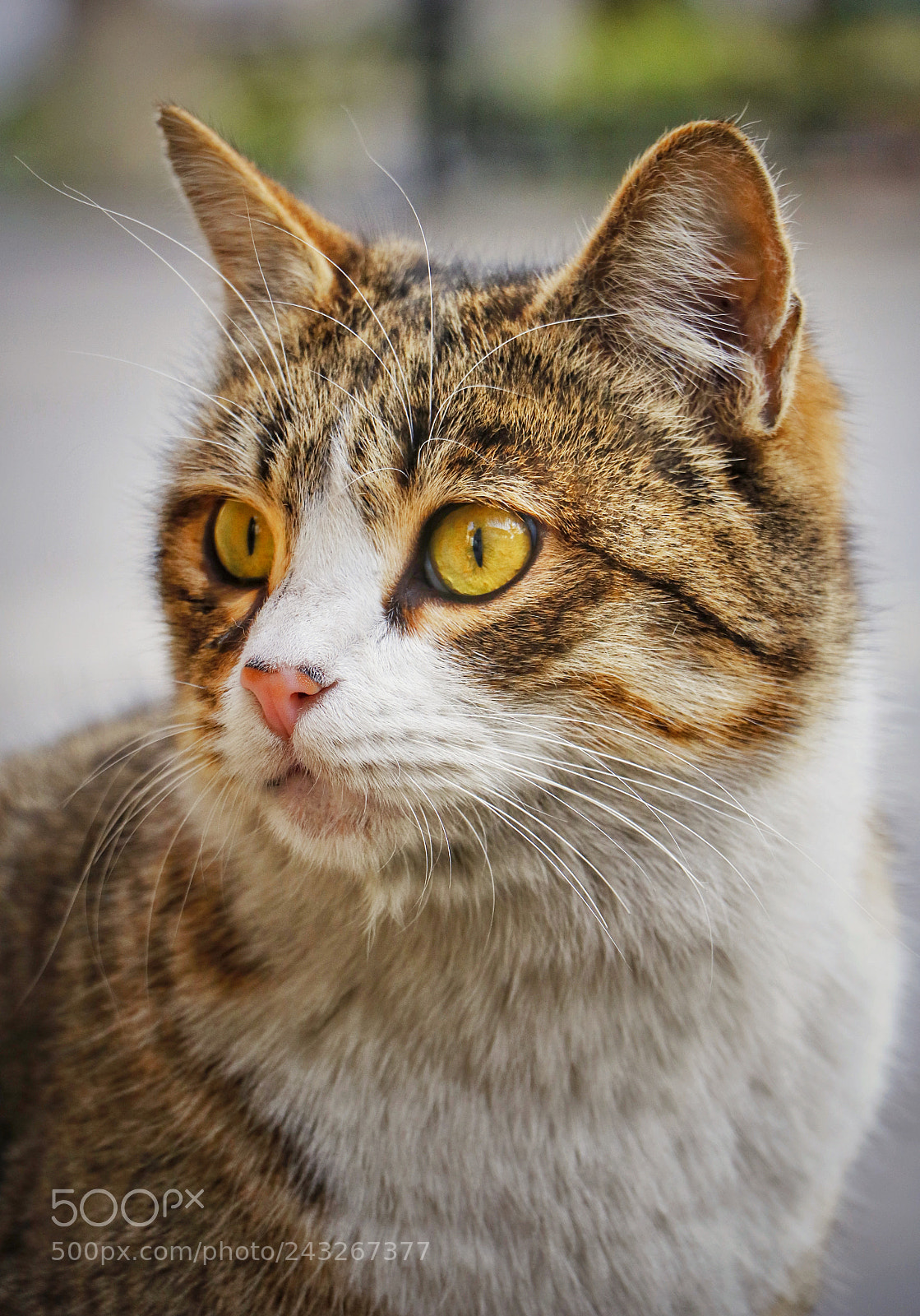 Canon EOS 750D (EOS Rebel T6i / EOS Kiss X8i) sample photo. @۷۵۰d photography