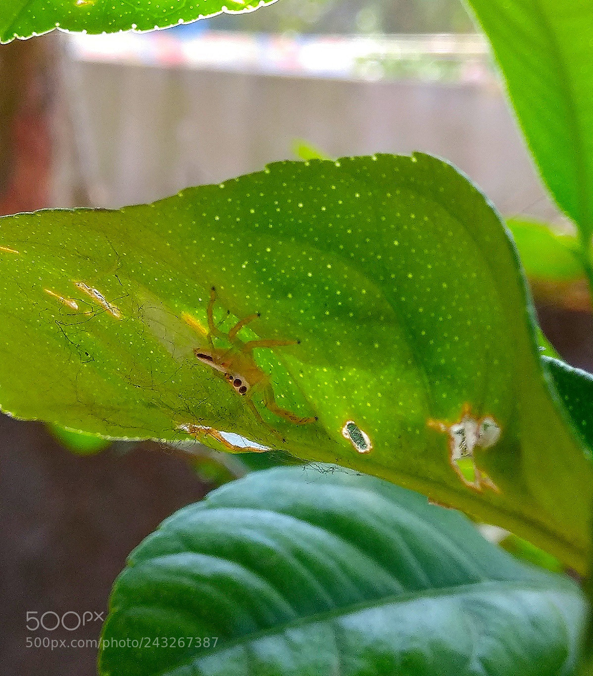 Xiaomi Redmi Note 4 sample photo. Untitled photography
