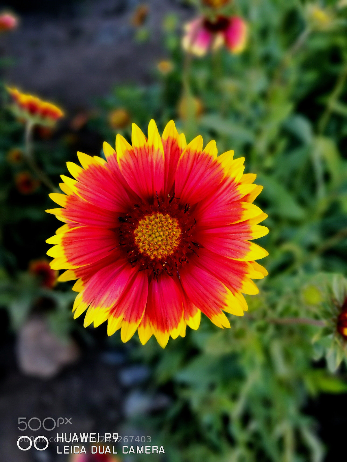 HUAWEI P9 sample photo. Edf photography