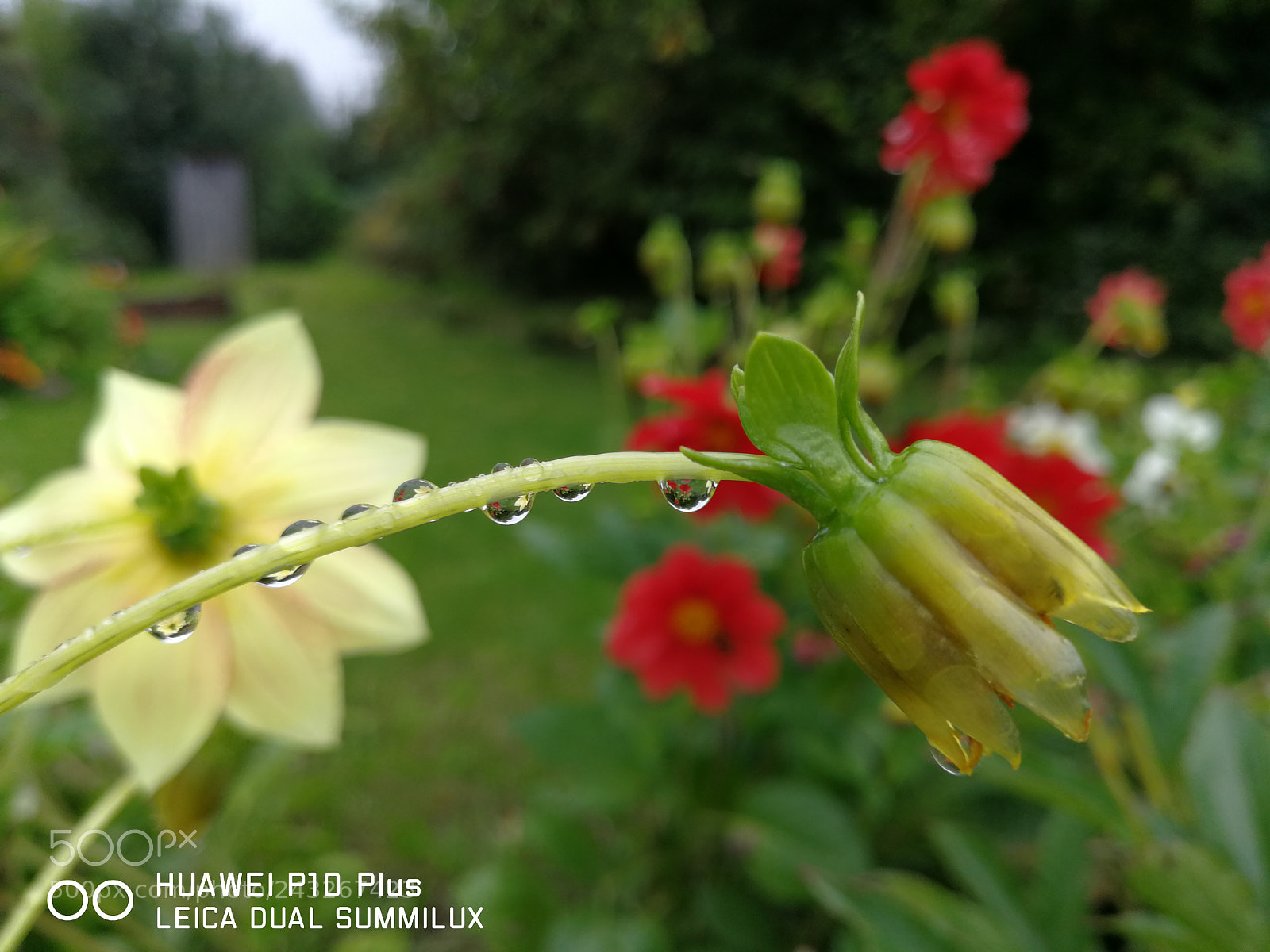 HUAWEI P10 Plus sample photo. Cof photography