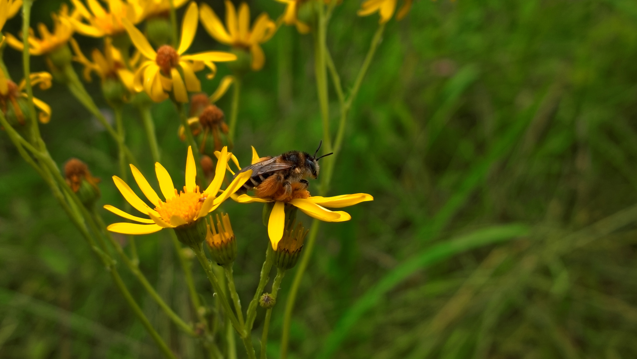 Nokia Lumia 1020 sample photo. Raw highres dxo () photography