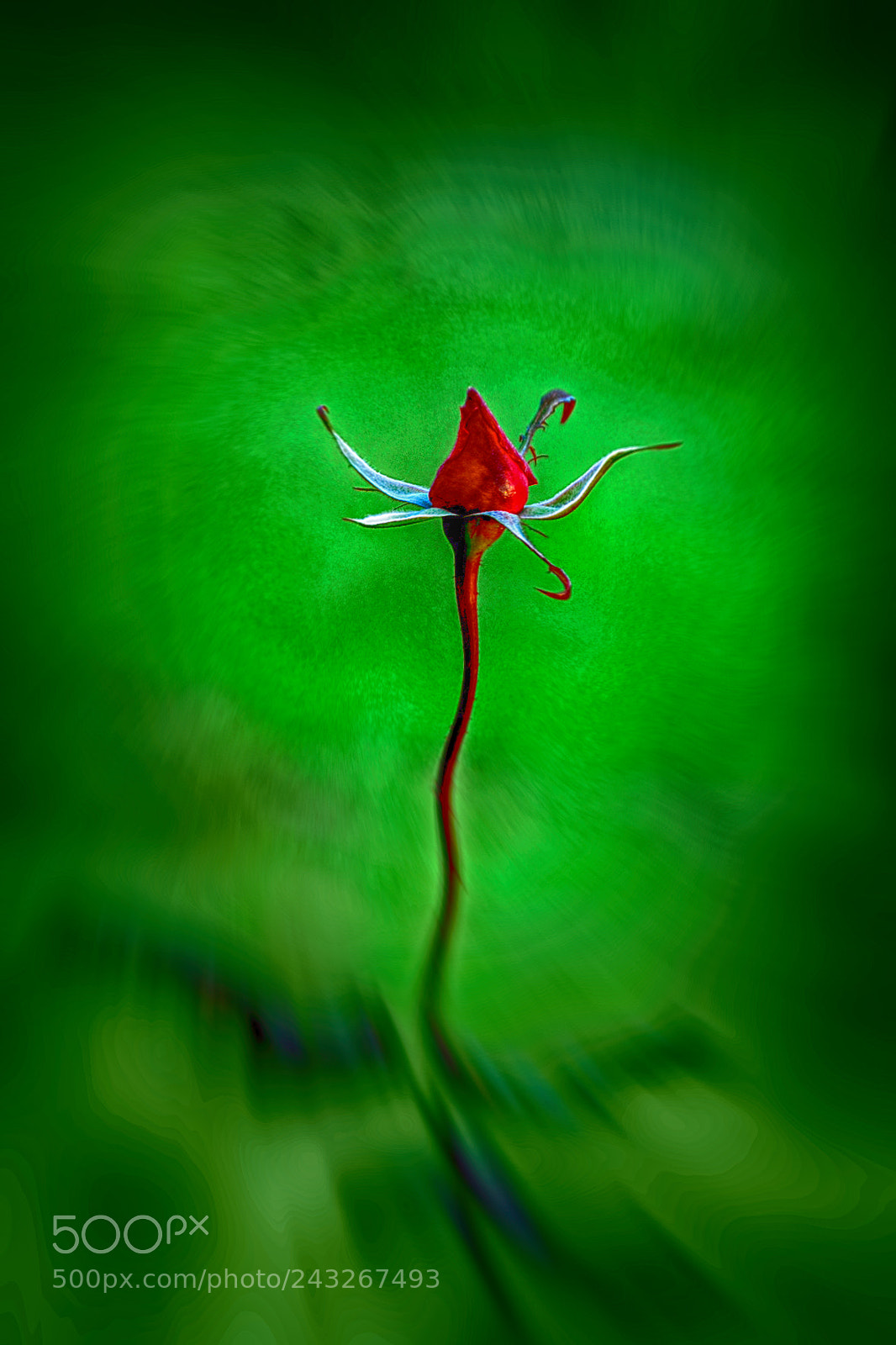 Nikon D300 sample photo. Flowers photography