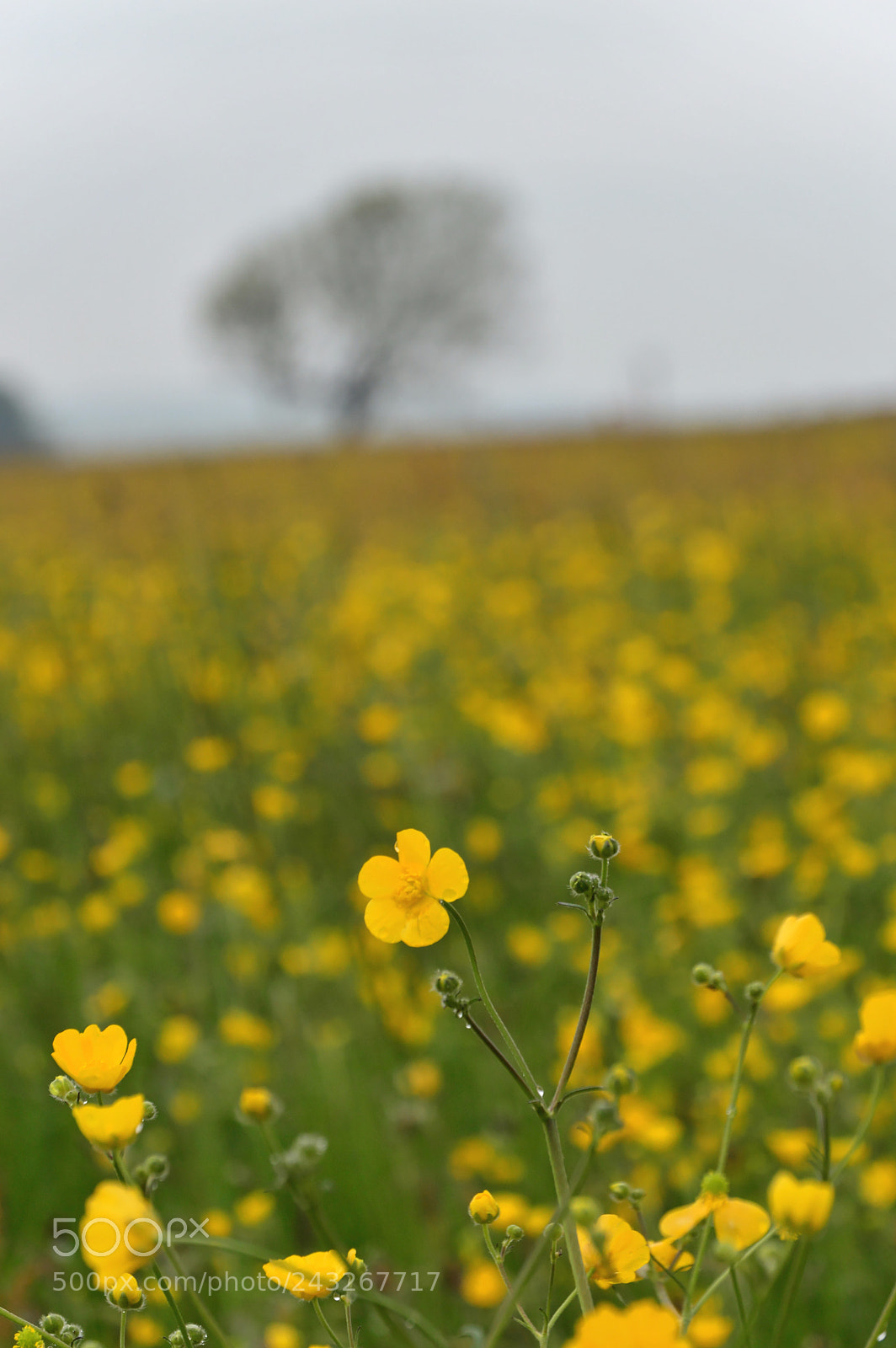 Nikon D3200 sample photo. Yellow photography