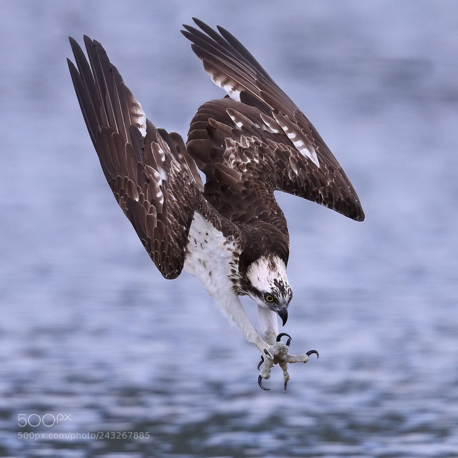 Canon EOS-1D X sample photo. Osprey photography