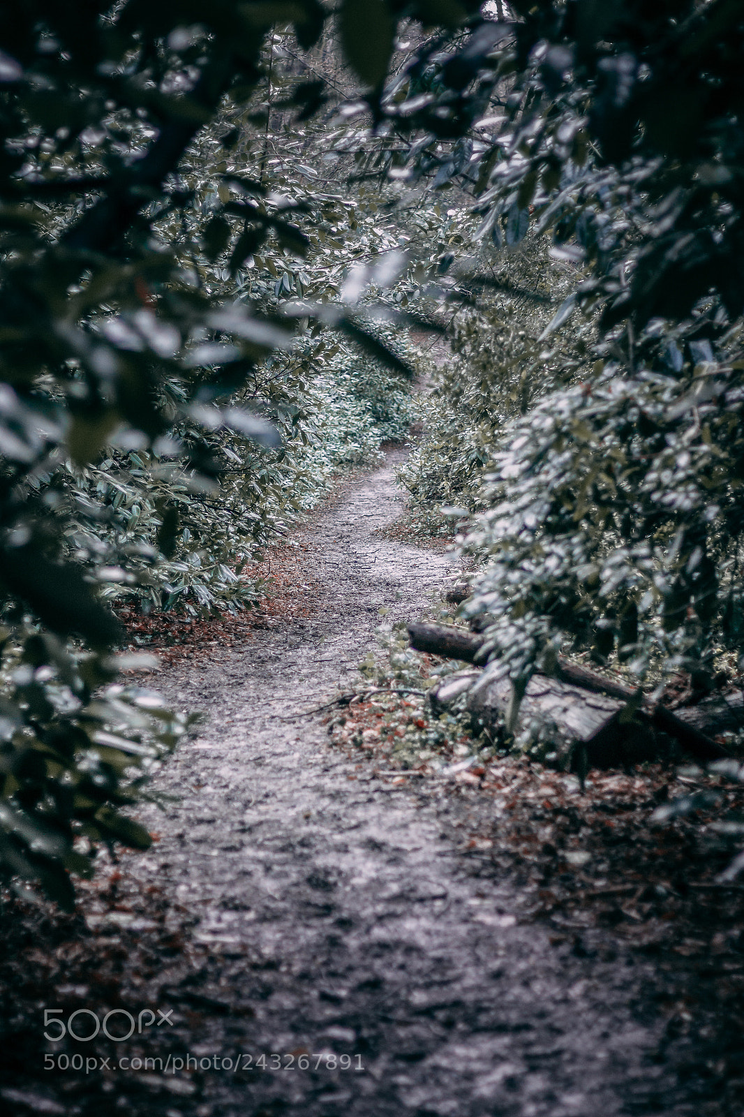 Canon EOS 550D (EOS Rebel T2i / EOS Kiss X4) sample photo. Down the beaten path photography