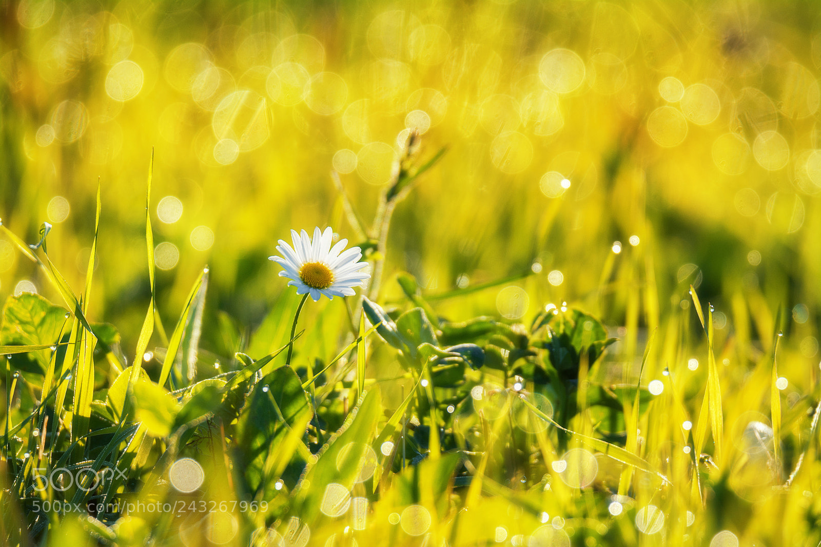 Nikon D7100 sample photo. 824. in the morning photography