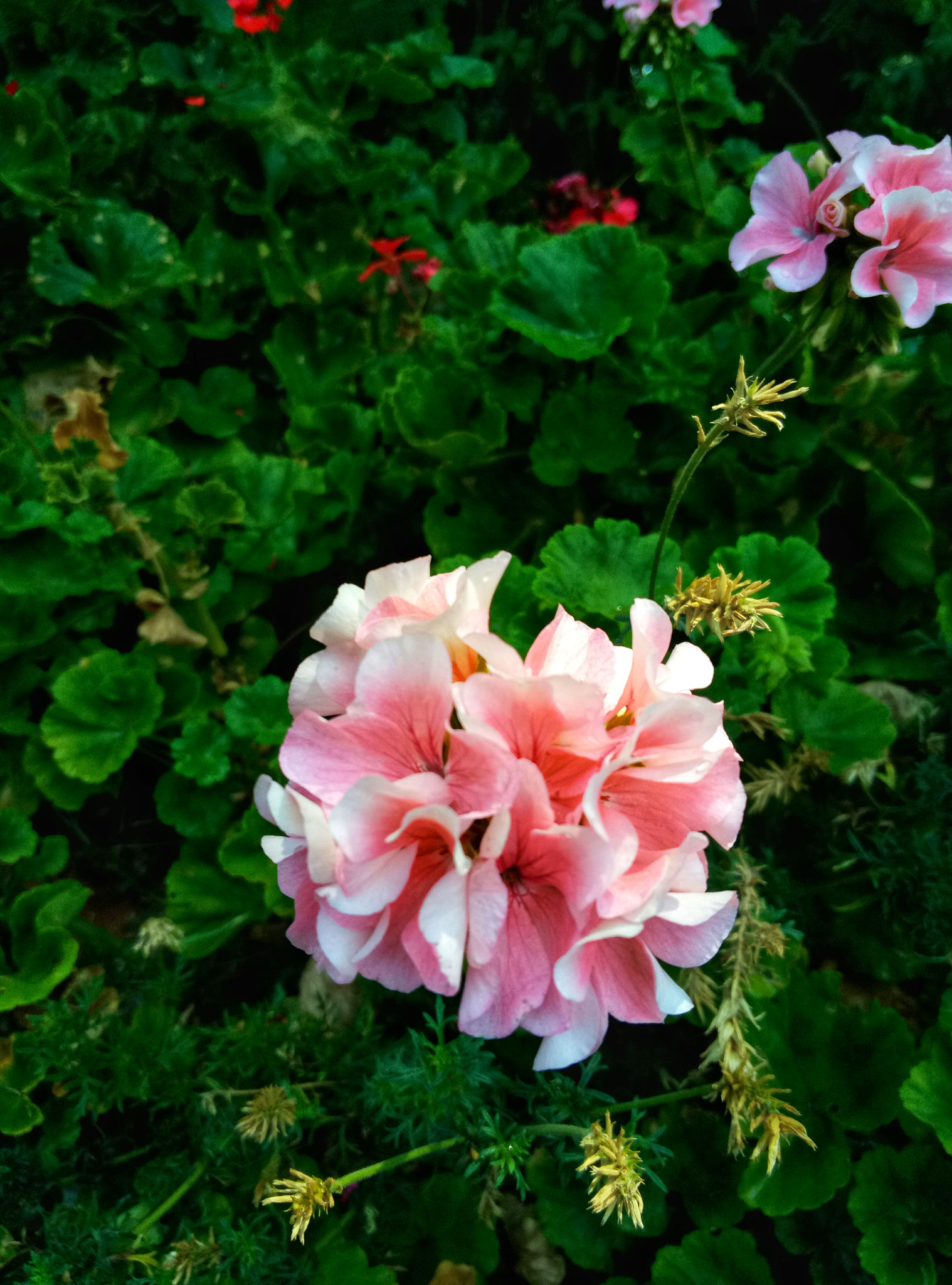 Meizu m3 note sample photo