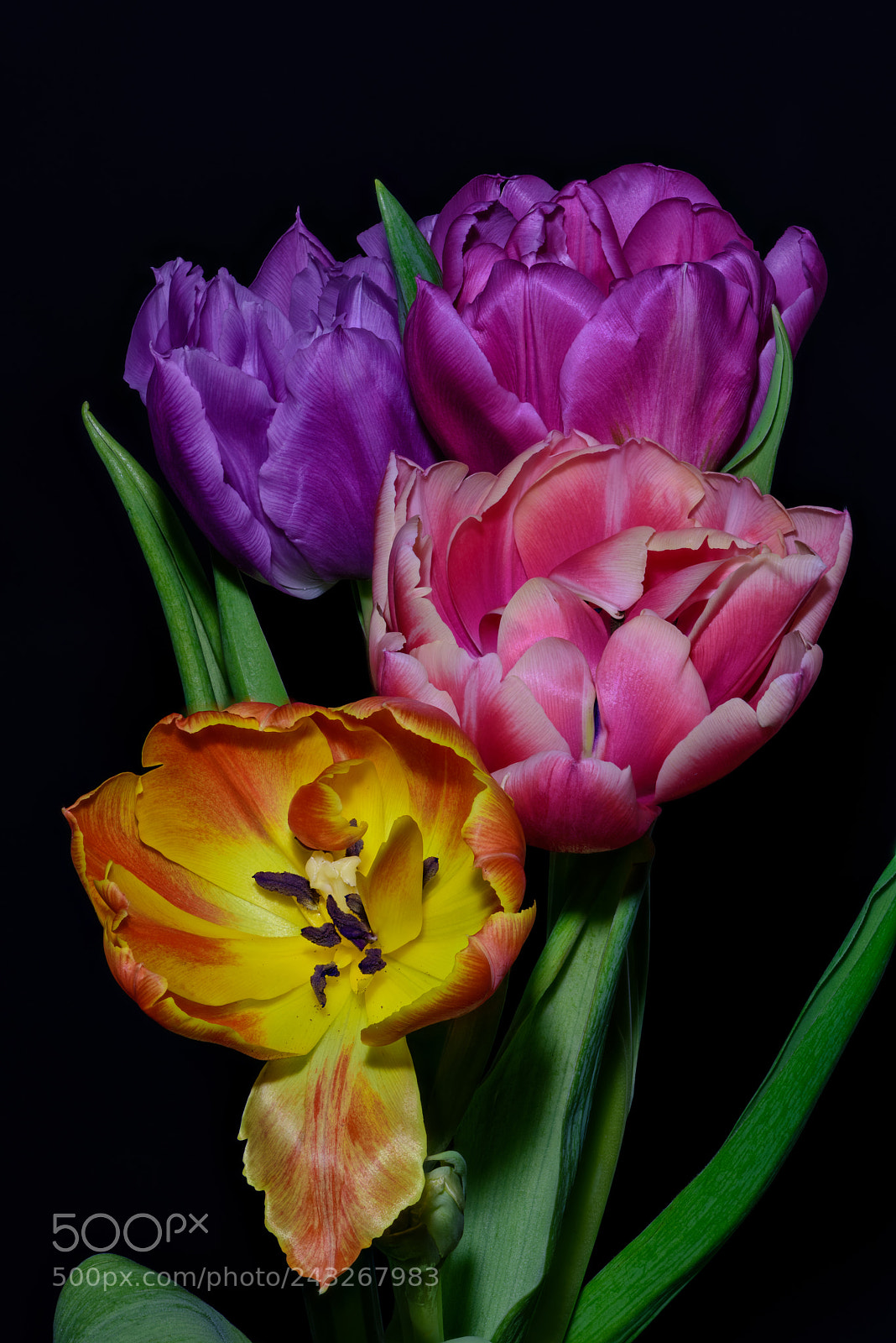Nikon D810 sample photo. Spring will come photography