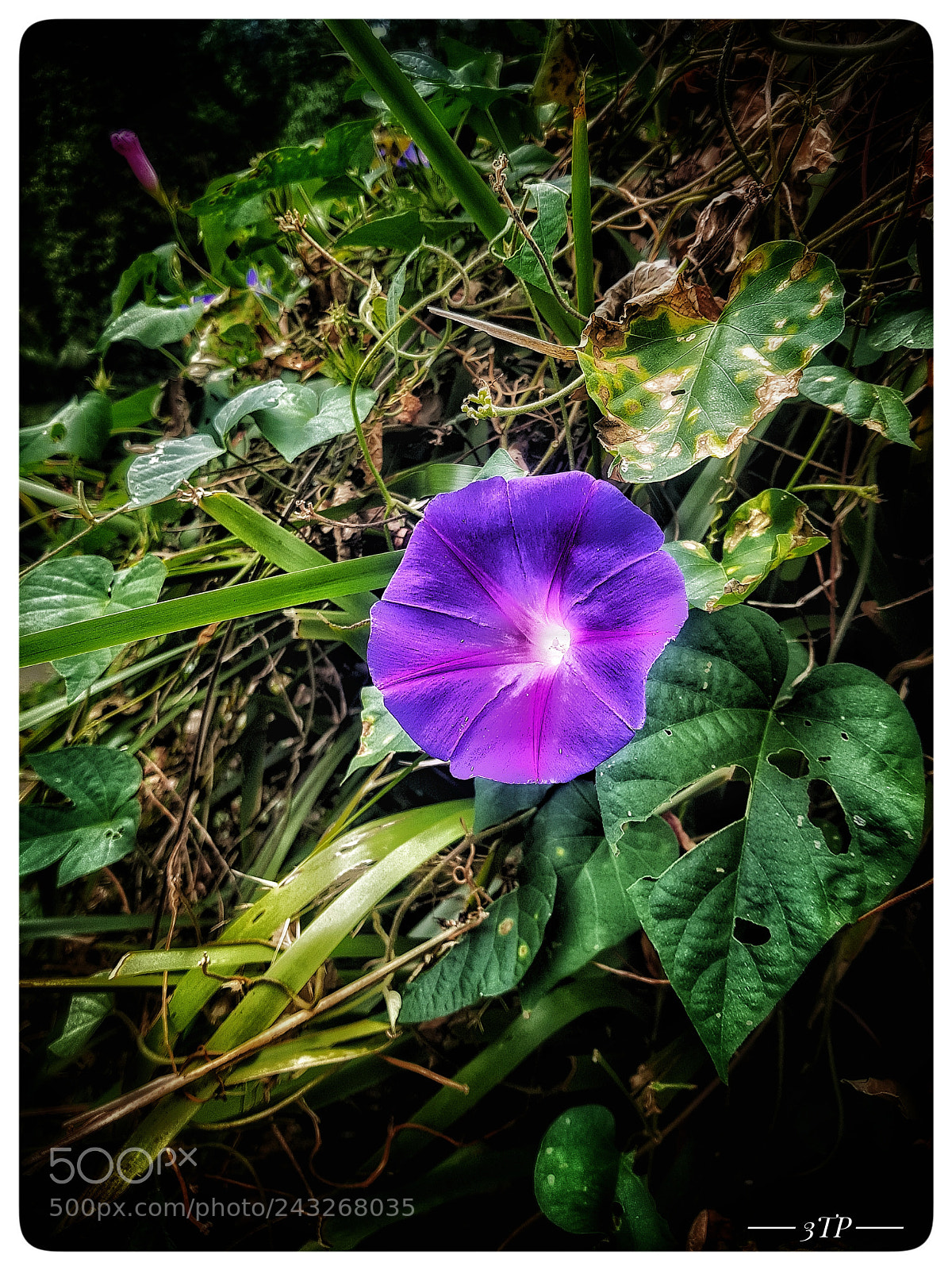 Samsung Galaxy S8+ sample photo. Untitled photography