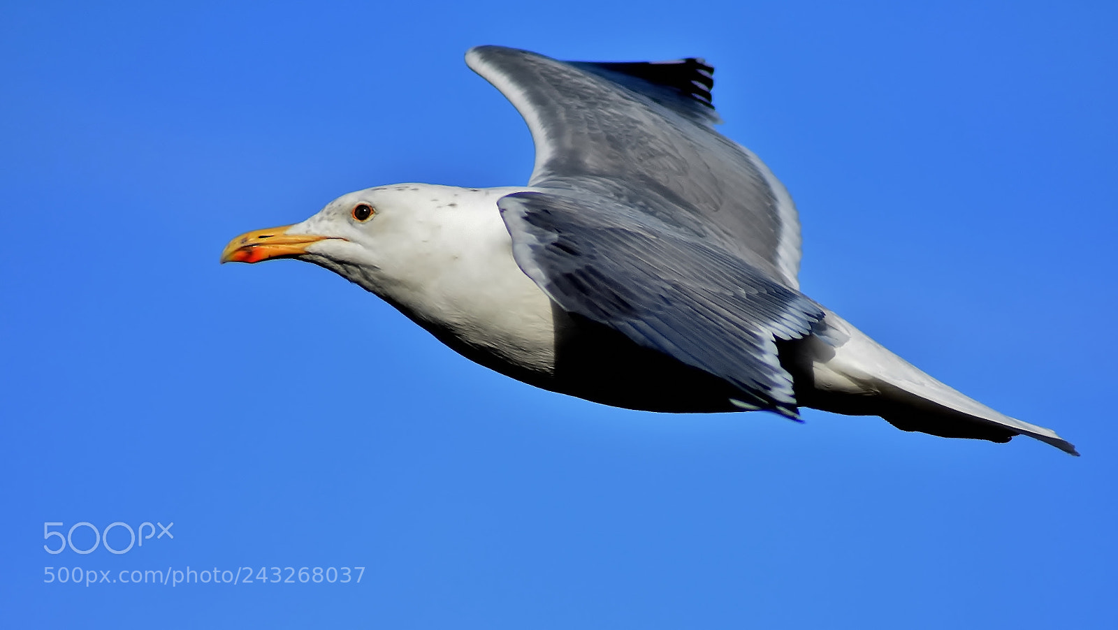 Nikon D3400 sample photo. Master of the skies... photography
