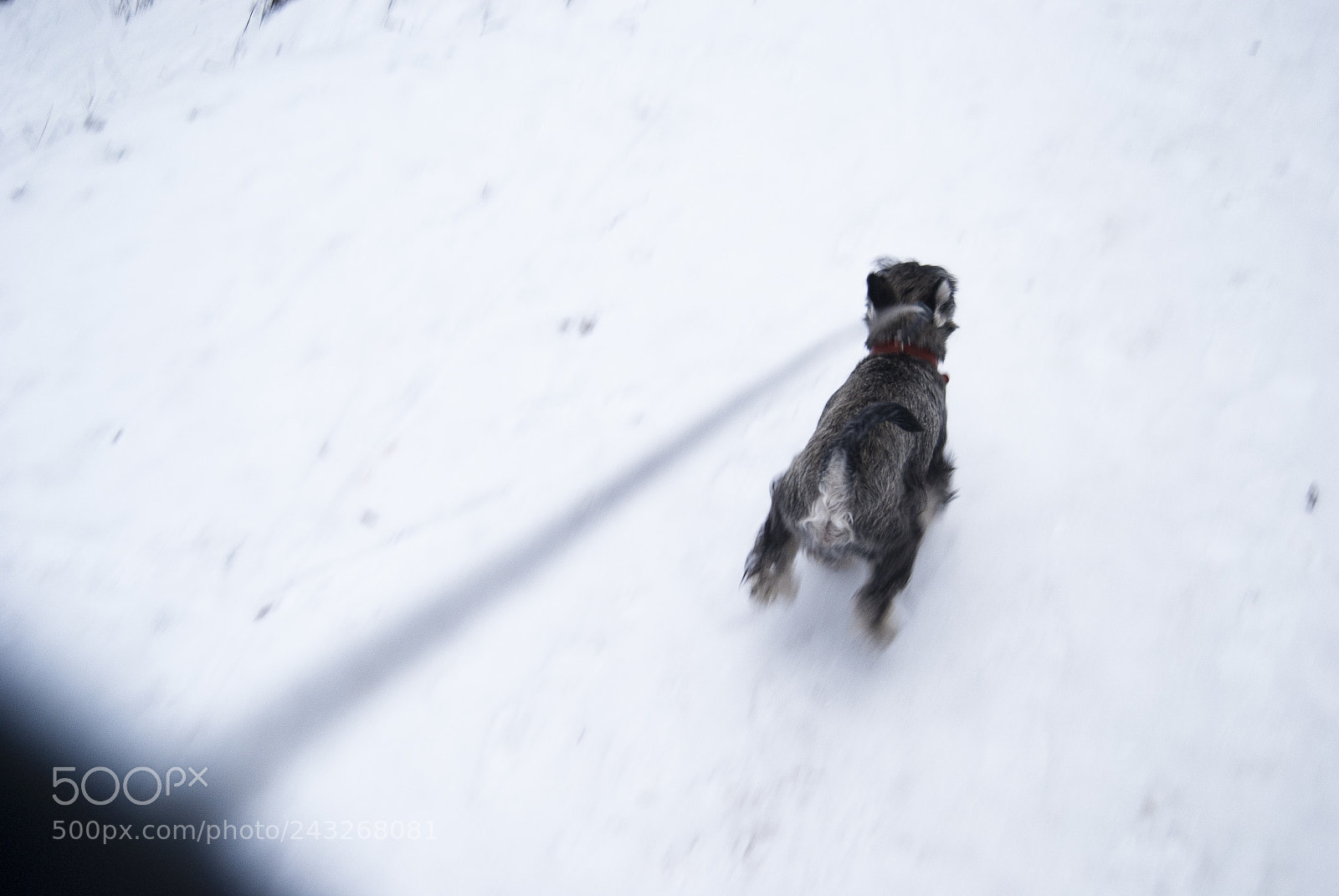 Nikon D3000 sample photo. The leash is following photography