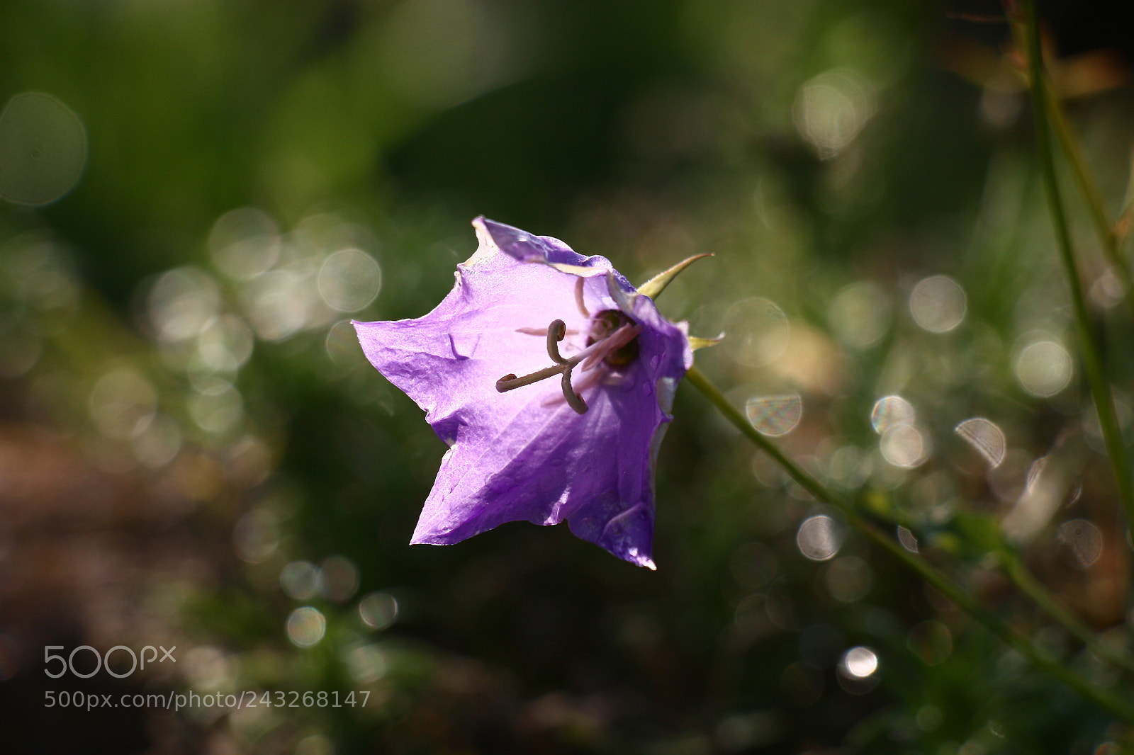Canon EOS 450D (EOS Rebel XSi / EOS Kiss X2) sample photo. Single campanula in the photography