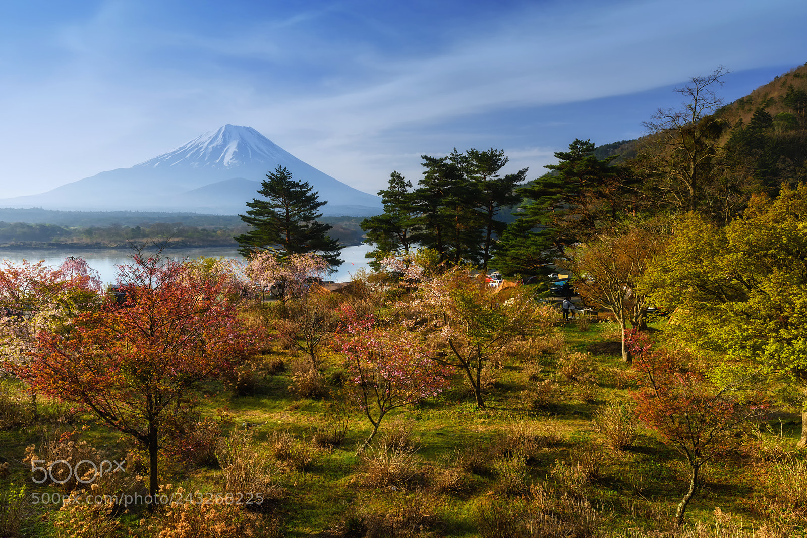 Nikon D810 sample photo. Spring escape photography