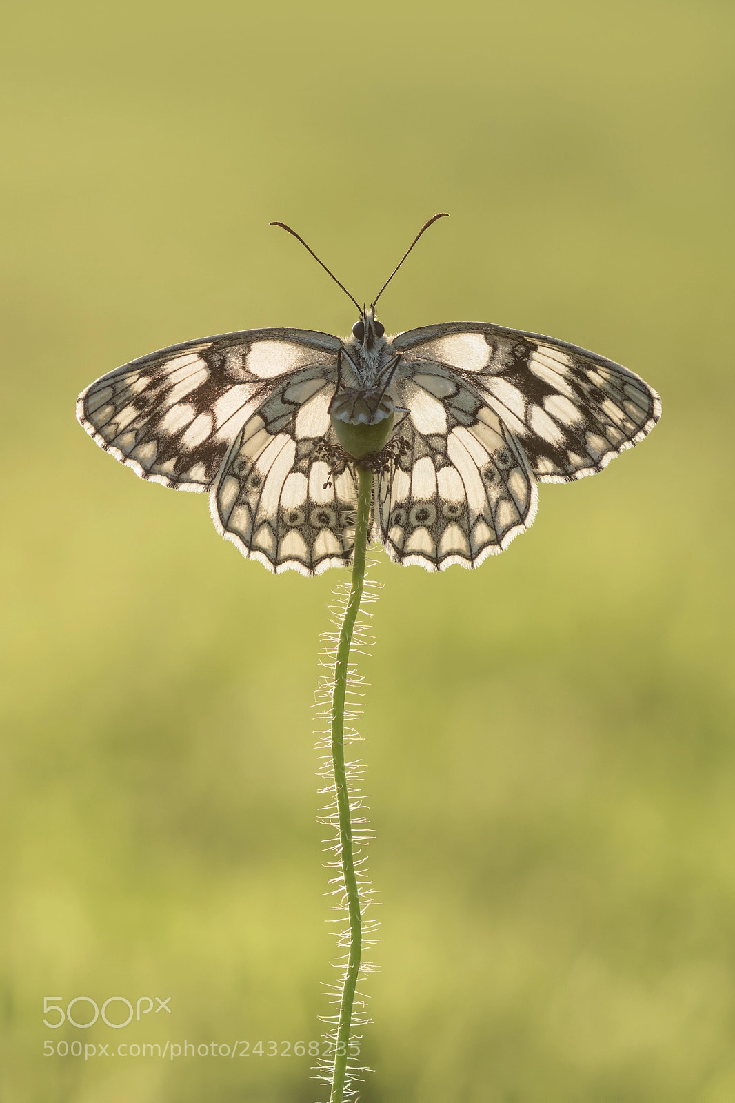 Sony ILCA-77M2 sample photo. Marbled white butterfly, 39 photography