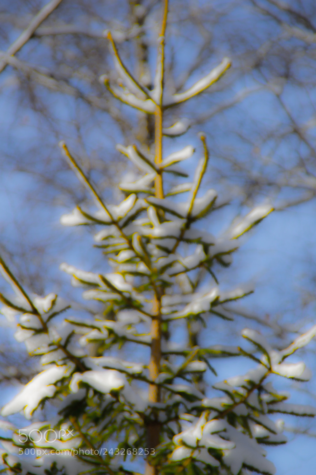 Sony a5100 sample photo. A snow in my photography