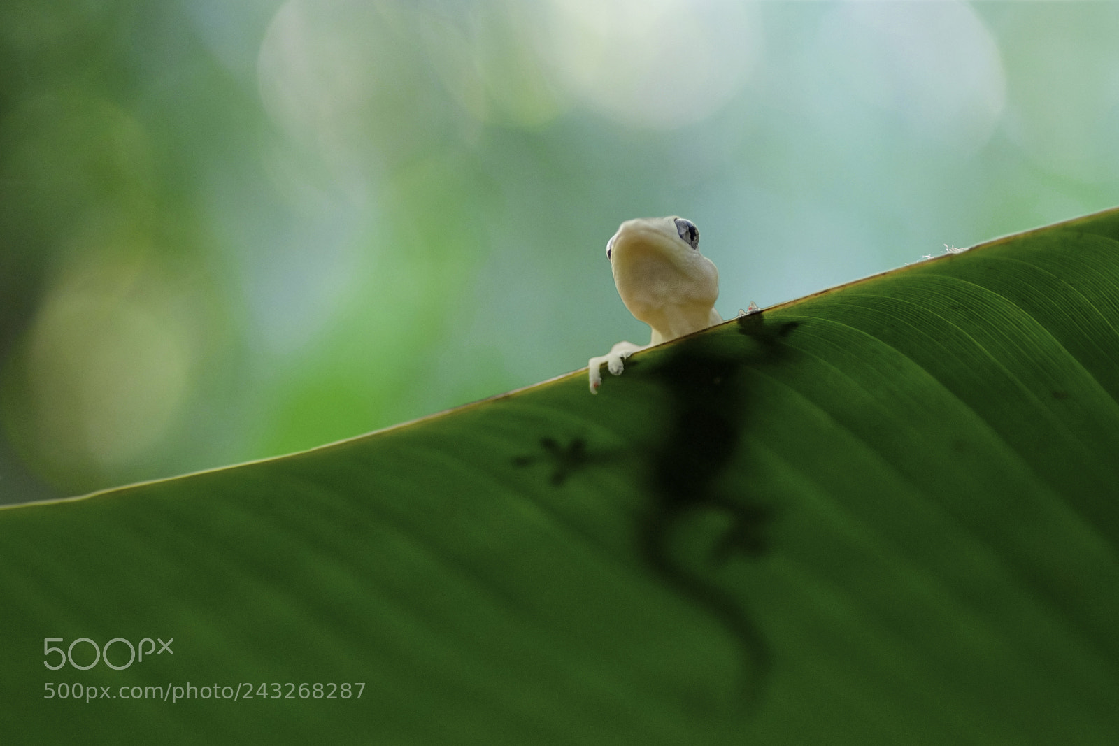 Fujifilm X-T1 sample photo. Little gecko photography