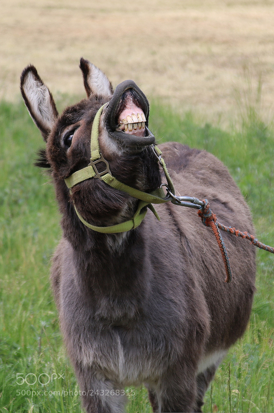 Canon EOS 760D (EOS Rebel T6s / EOS 8000D) sample photo. Happy donkey ;-) photography