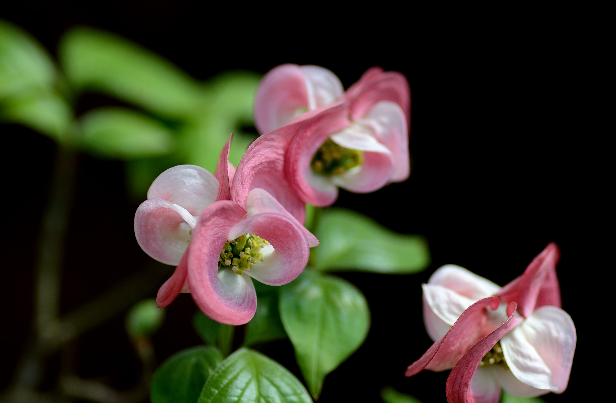 Nikon D7100 sample photo. Curl photography