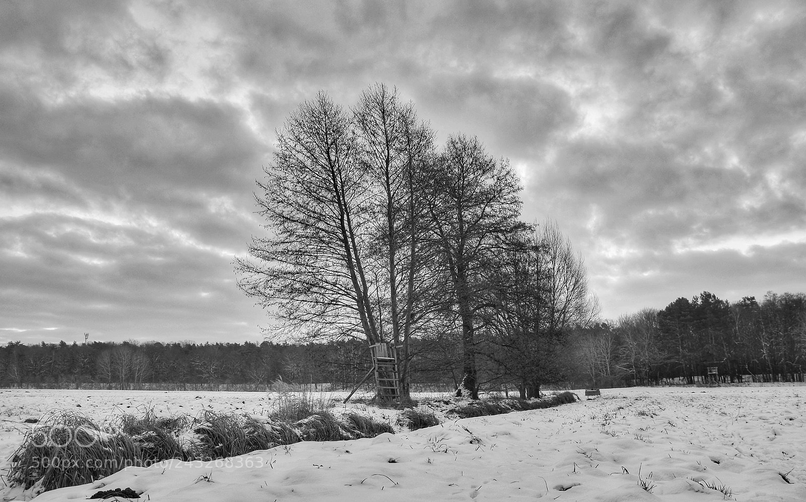 Nikon D5100 sample photo. Dsc 4646 erpetal b&w photography