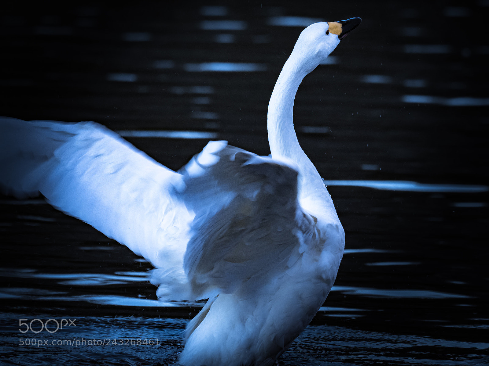 Olympus OM-D E-M1 Mark II sample photo. Flapping photography