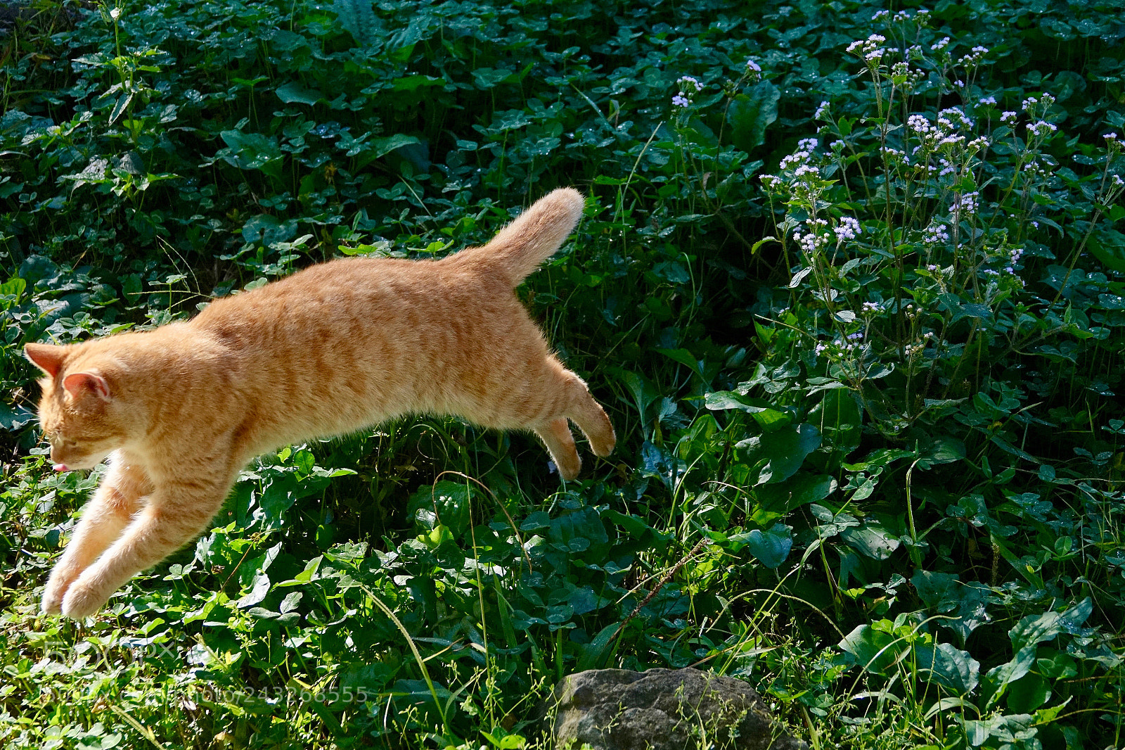 Sony Cyber-shot DSC-RX10 III sample photo. Untitled photography