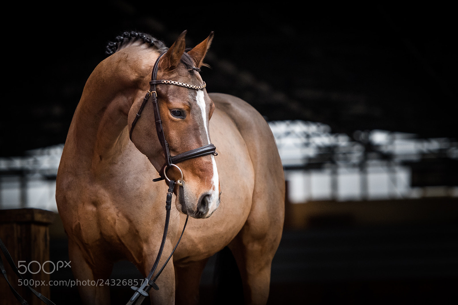 Nikon D5 sample photo. Horse portrait photography