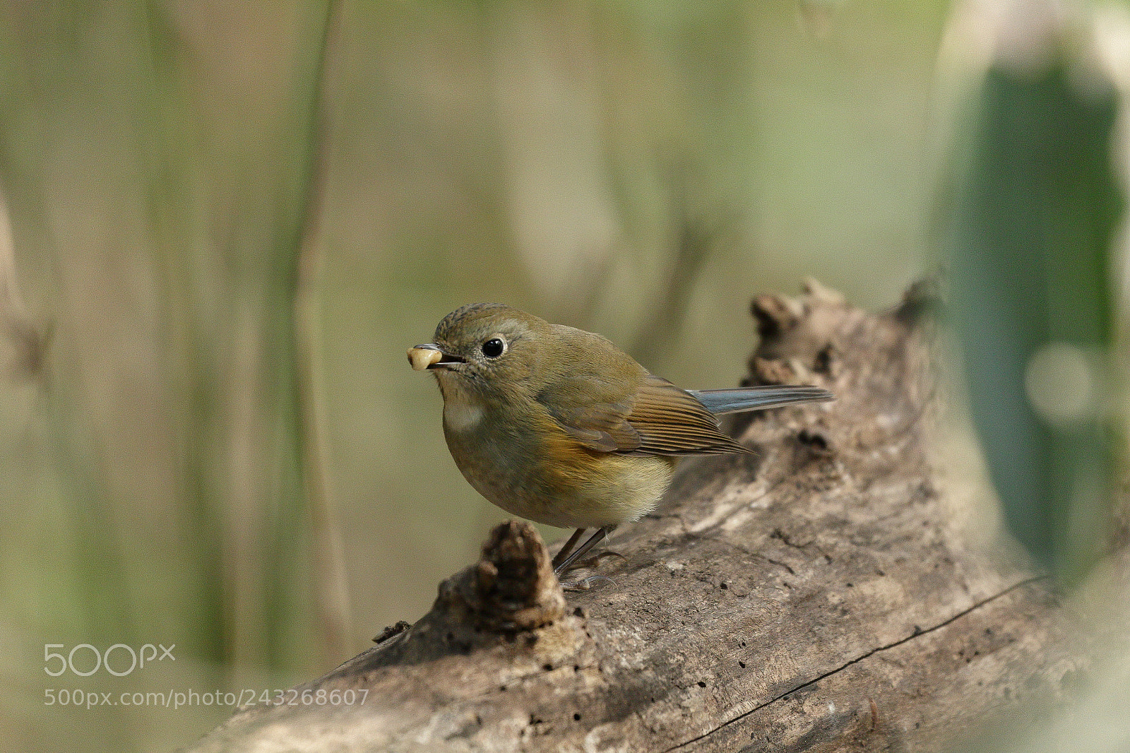 Canon EOS 7D Mark II sample photo. Cute bird ルリビタキ 9501 photography