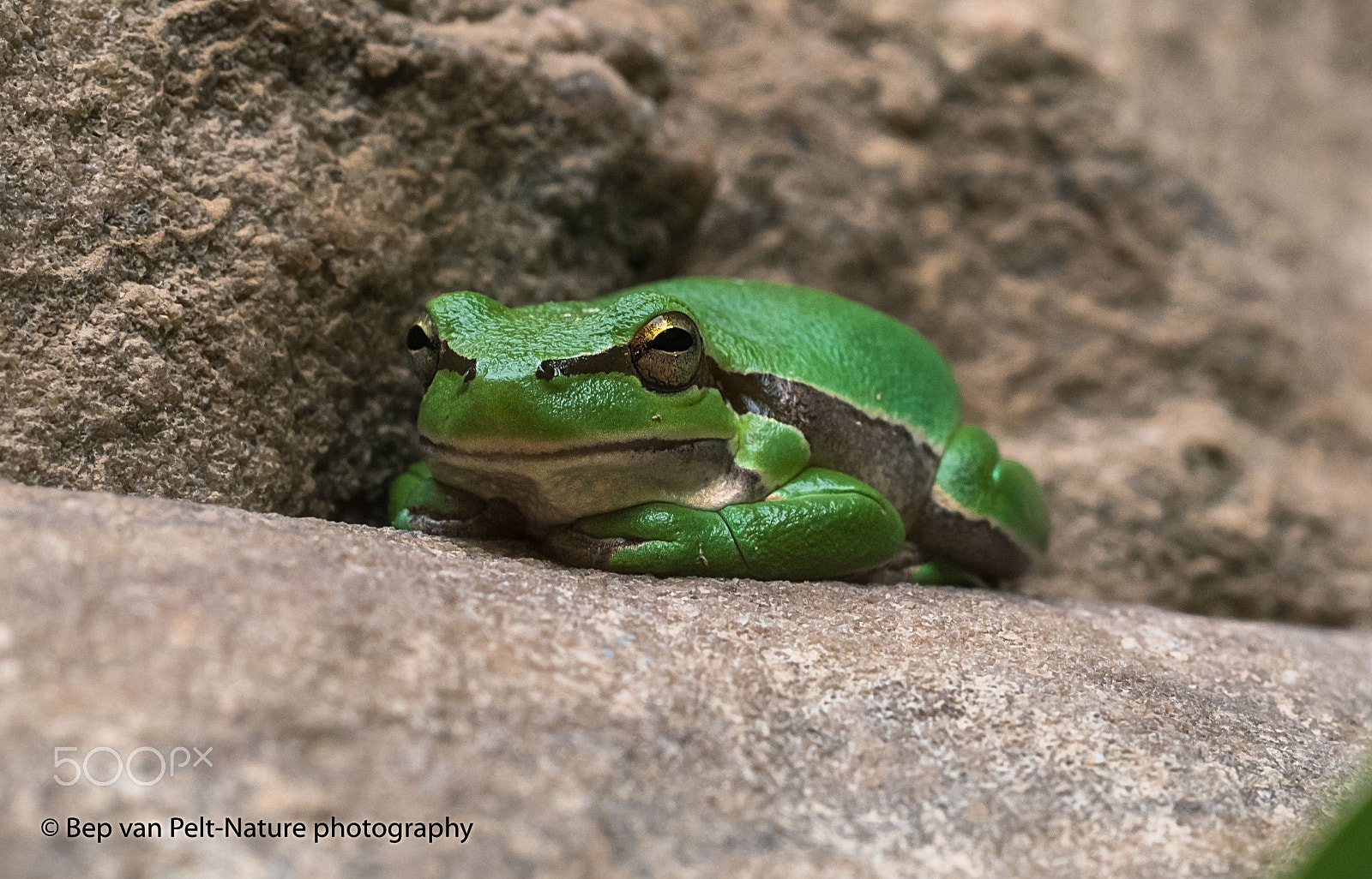 Nikon D500 + Sigma 50mm F2.8 EX DG Macro sample photo. Persian tree frog at the look out photography