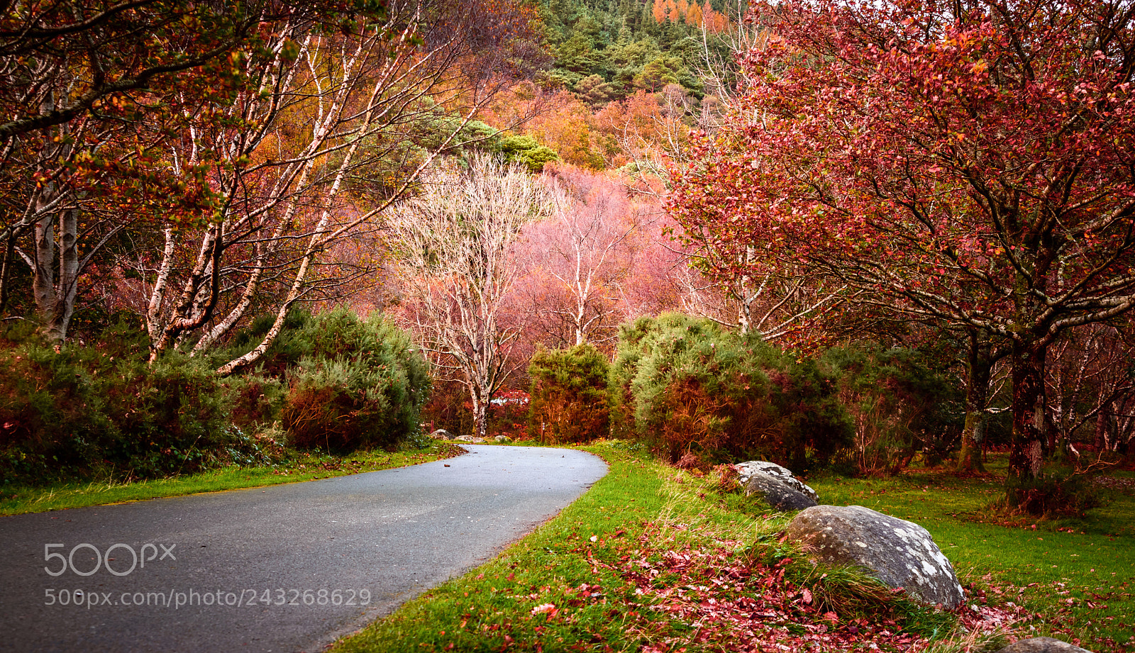 Nikon D610 sample photo. Autumn colours photography