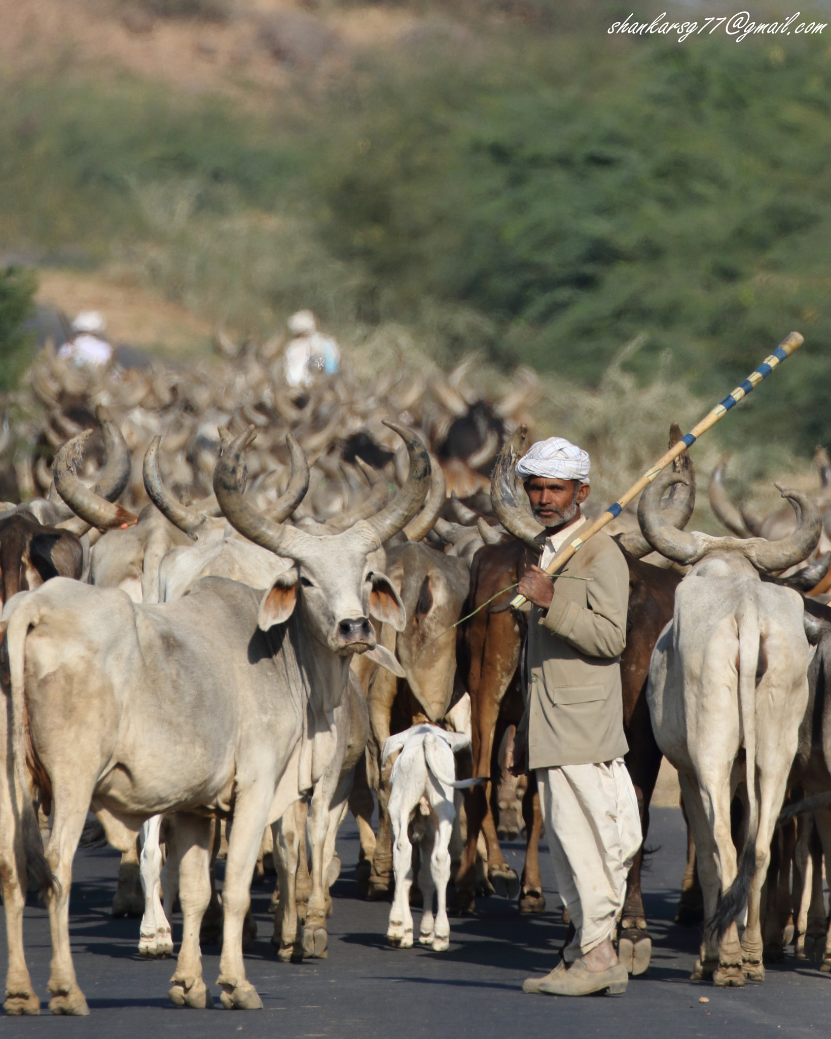 Canon EOS 7D Mark II sample photo. Nomadic herders photography
