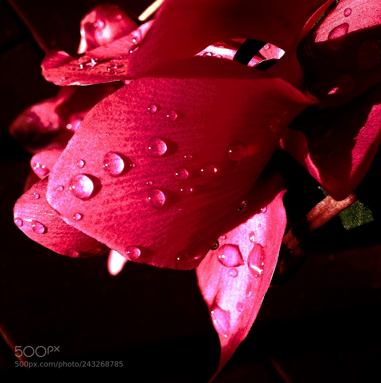 Apple iPad sample photo. Untitled photography