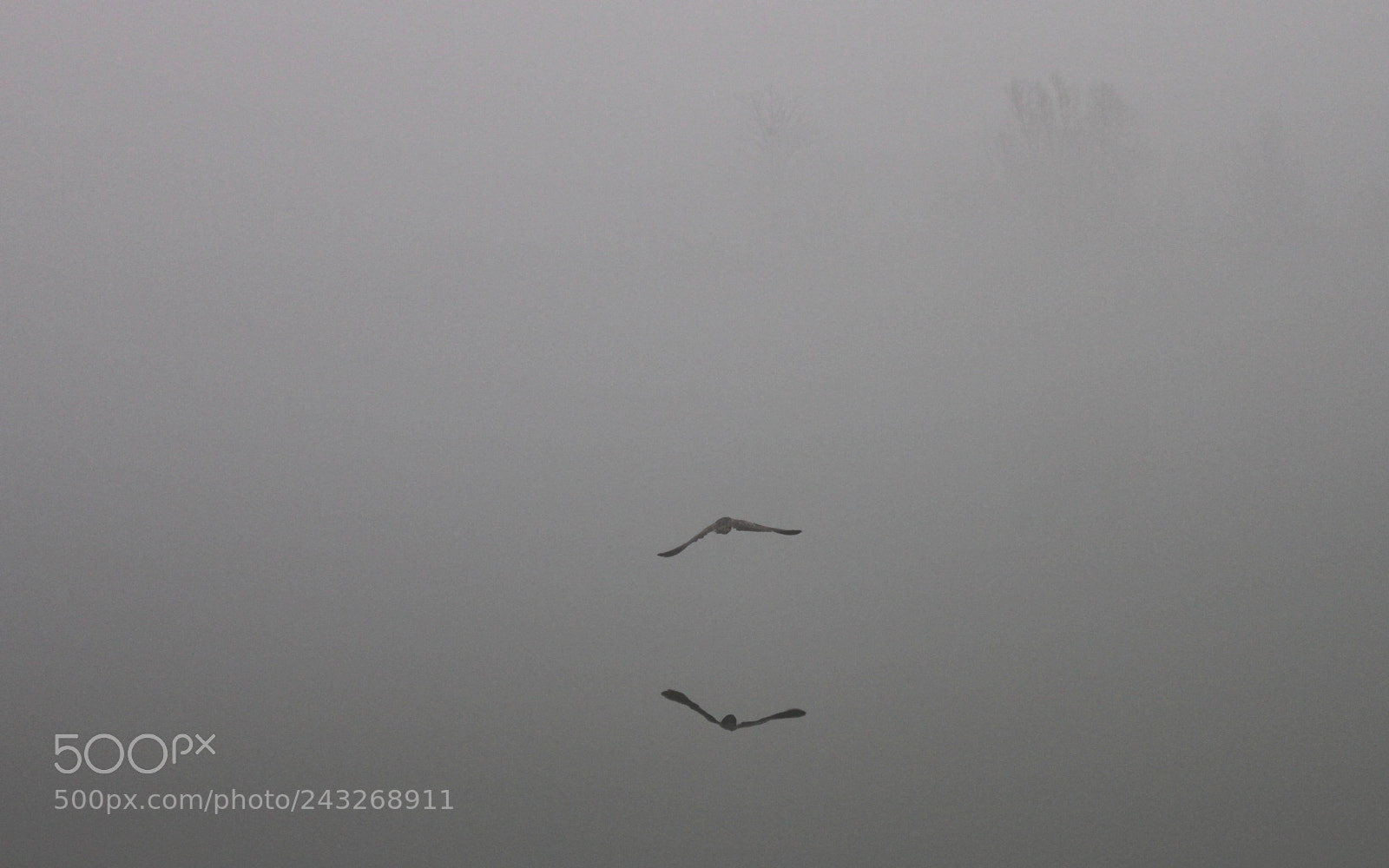 Canon EOS 500D (EOS Rebel T1i / EOS Kiss X3) sample photo. Foggy bird photography