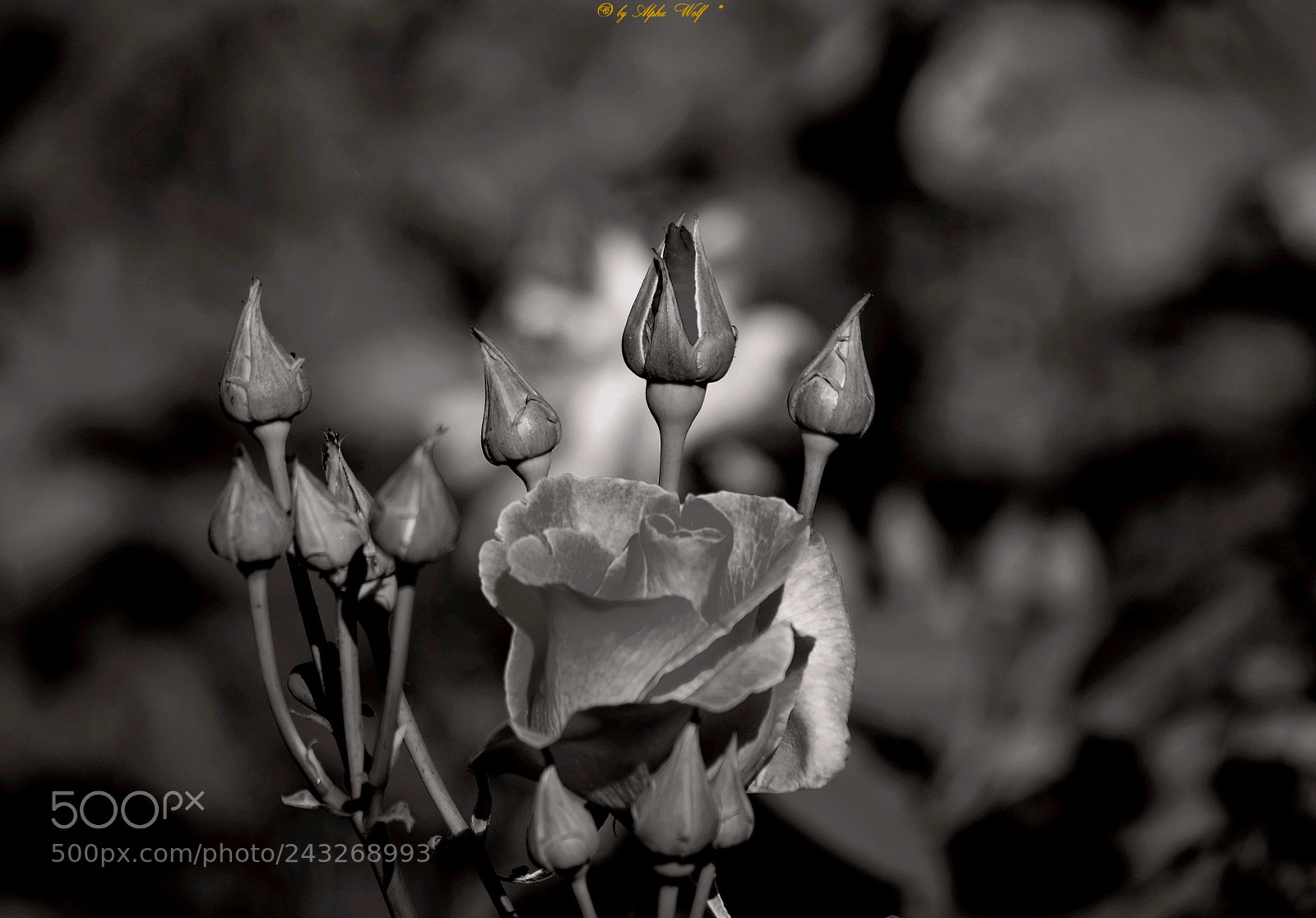 Pentax K-1 sample photo. Rose photography
