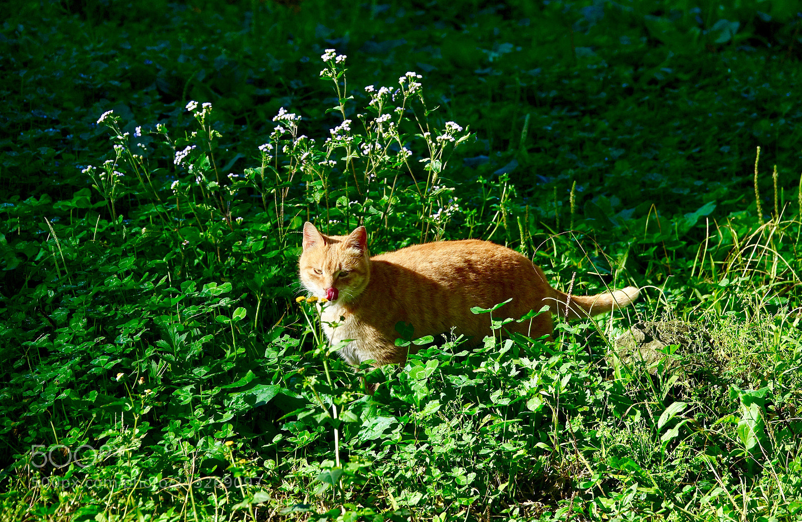 Sony Cyber-shot DSC-RX10 III sample photo. Untitled photography