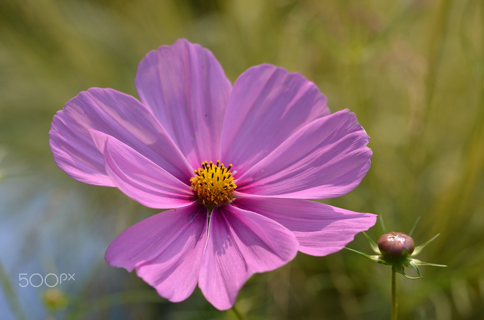 Nikon D5100 sample photo. Farbe in der sonne photography