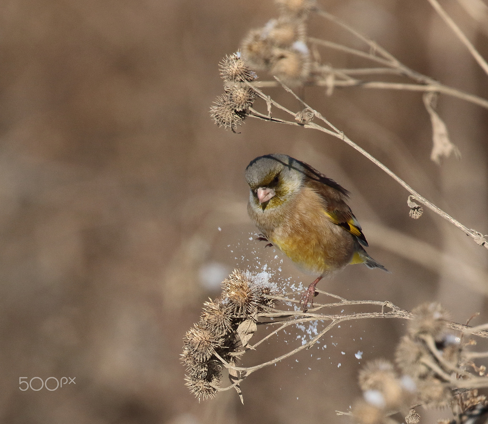 Canon EOS 7D Mark II sample photo. Some snow has to be removed before i start eating photography