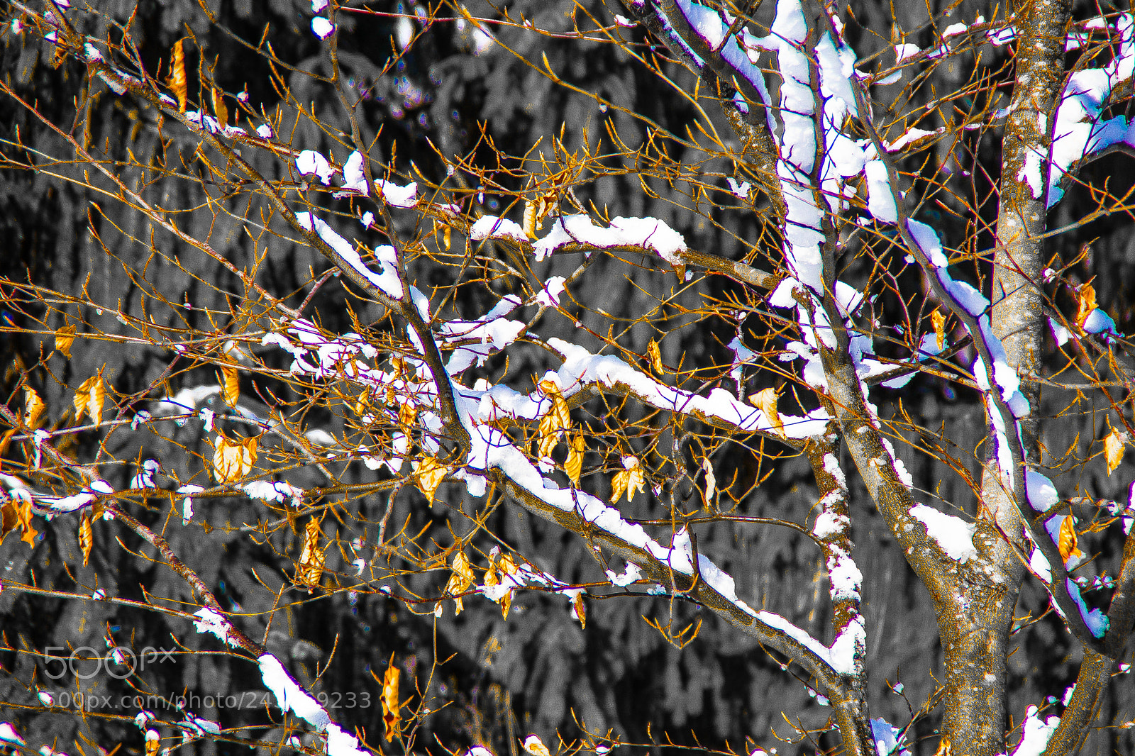 Sony a5100 sample photo. A snow in my photography