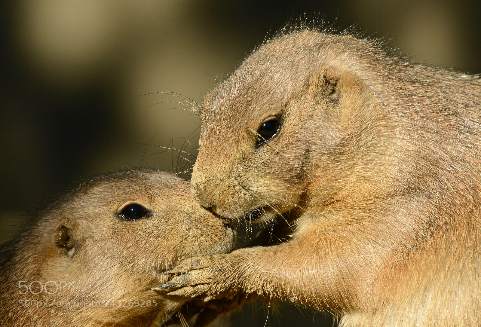 Nikon D800 sample photo. 'did you brush your photography