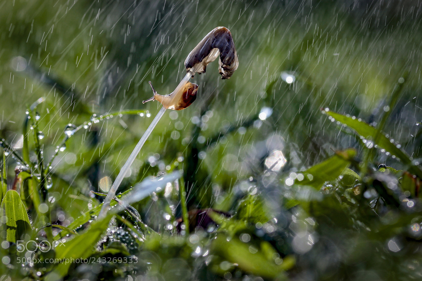 Canon EOS 60D sample photo. Rainy days photography