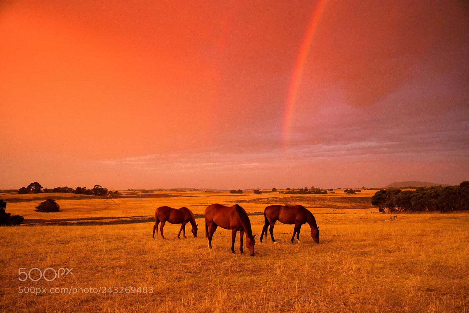 Leica M (Typ 240) sample photo. Australian farm at sunset photography