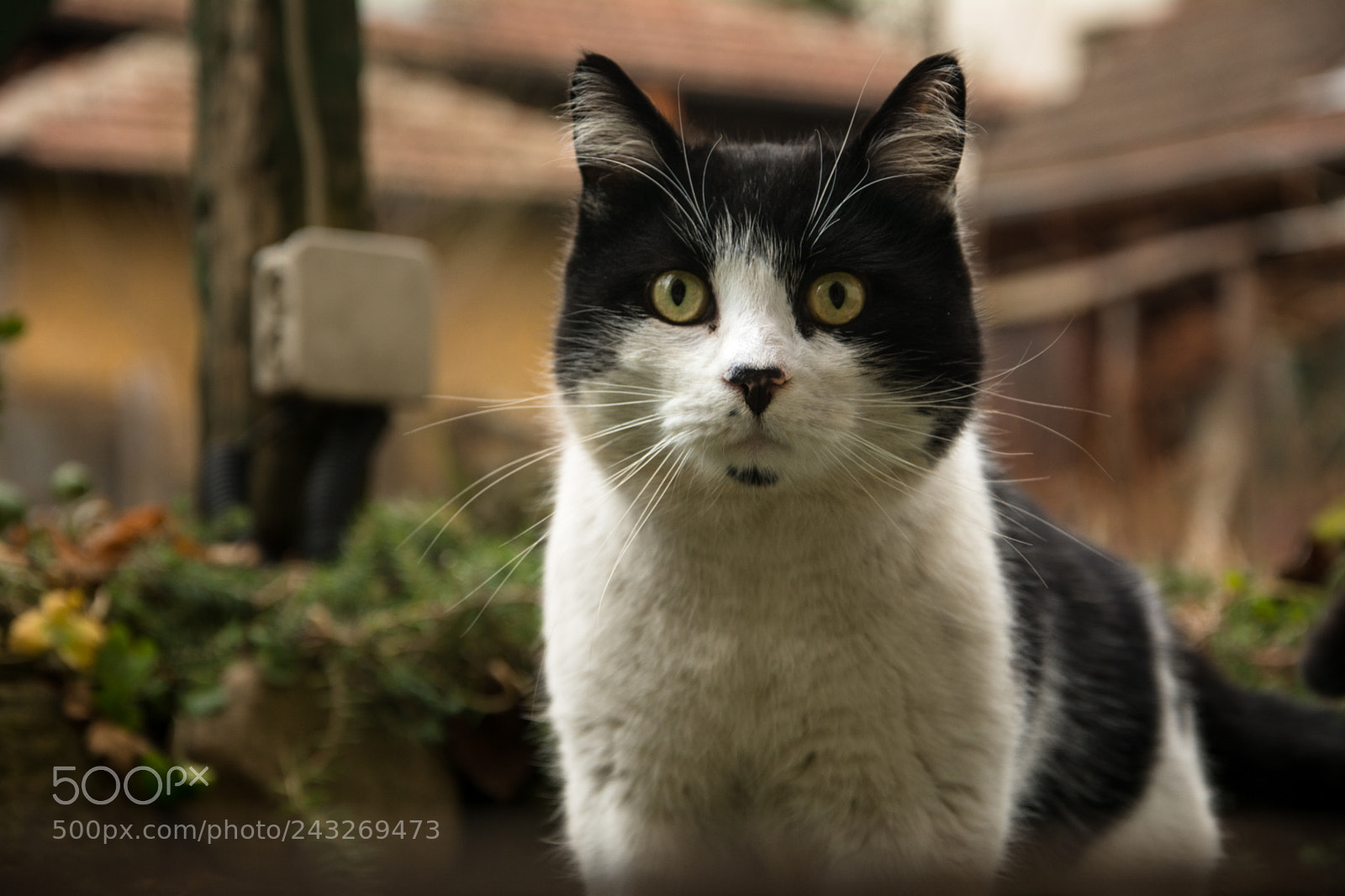 Nikon D7100 sample photo. Cat photography