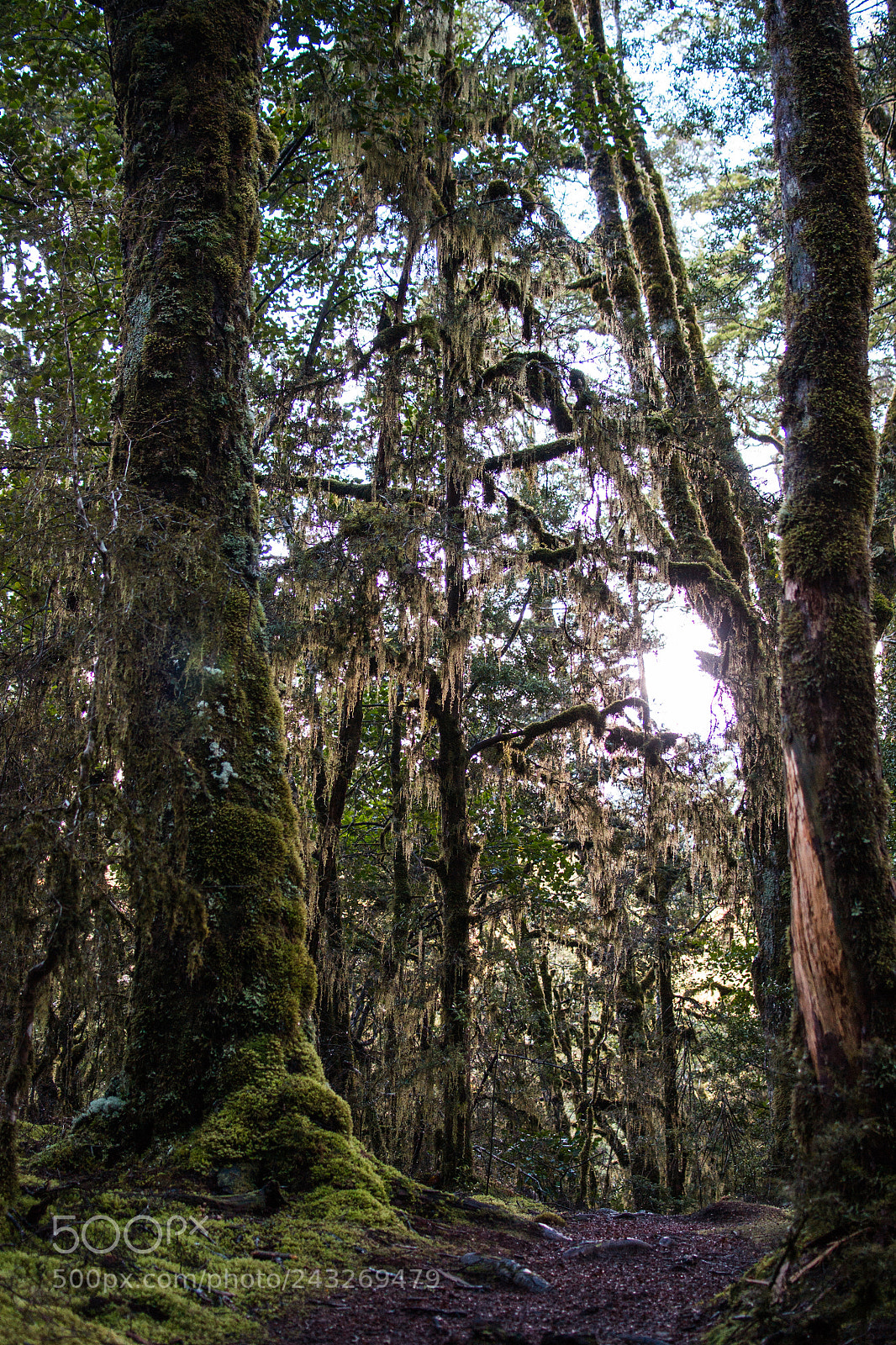 Nikon D3100 sample photo. Forest, new zealand. photography