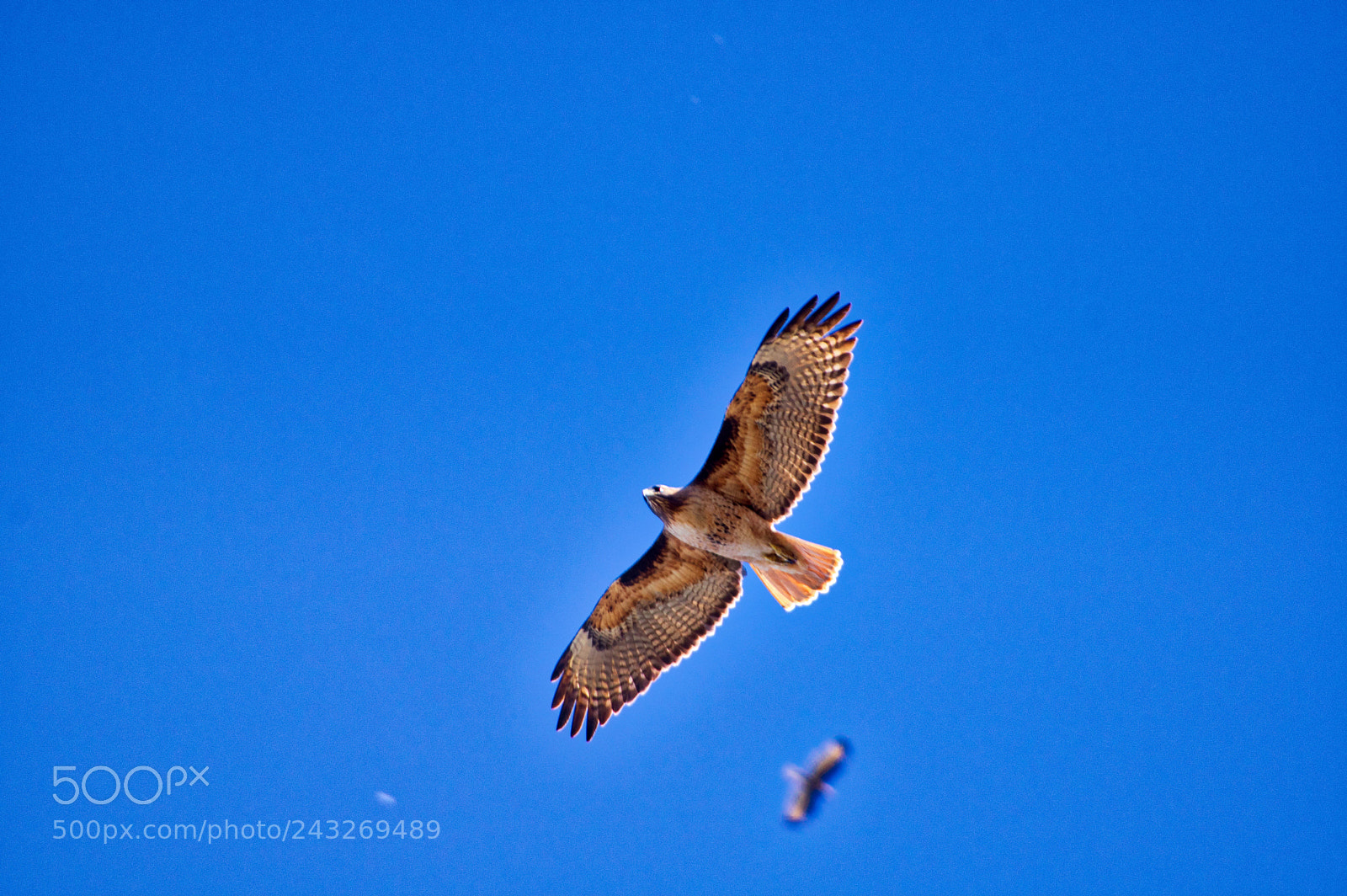 Pentax K-3 II sample photo. Bird photography