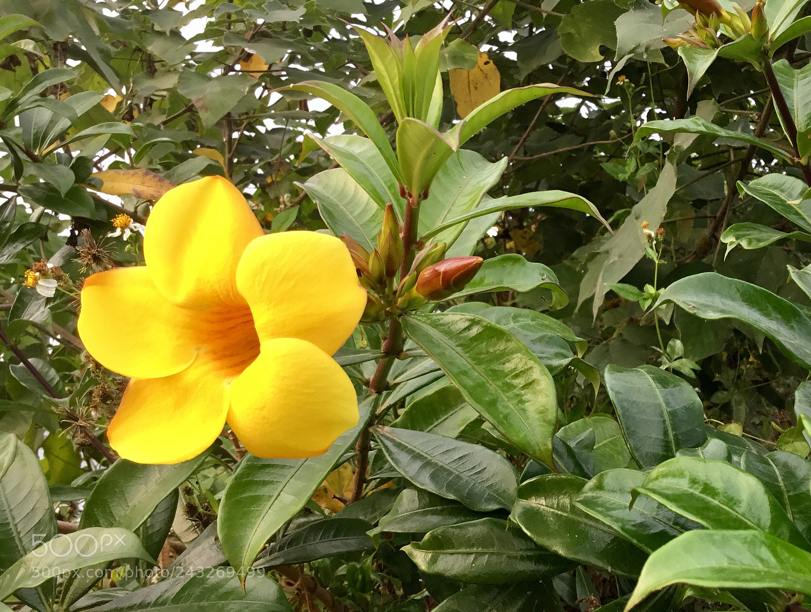 Apple iPad sample photo. Yellow beauty photography