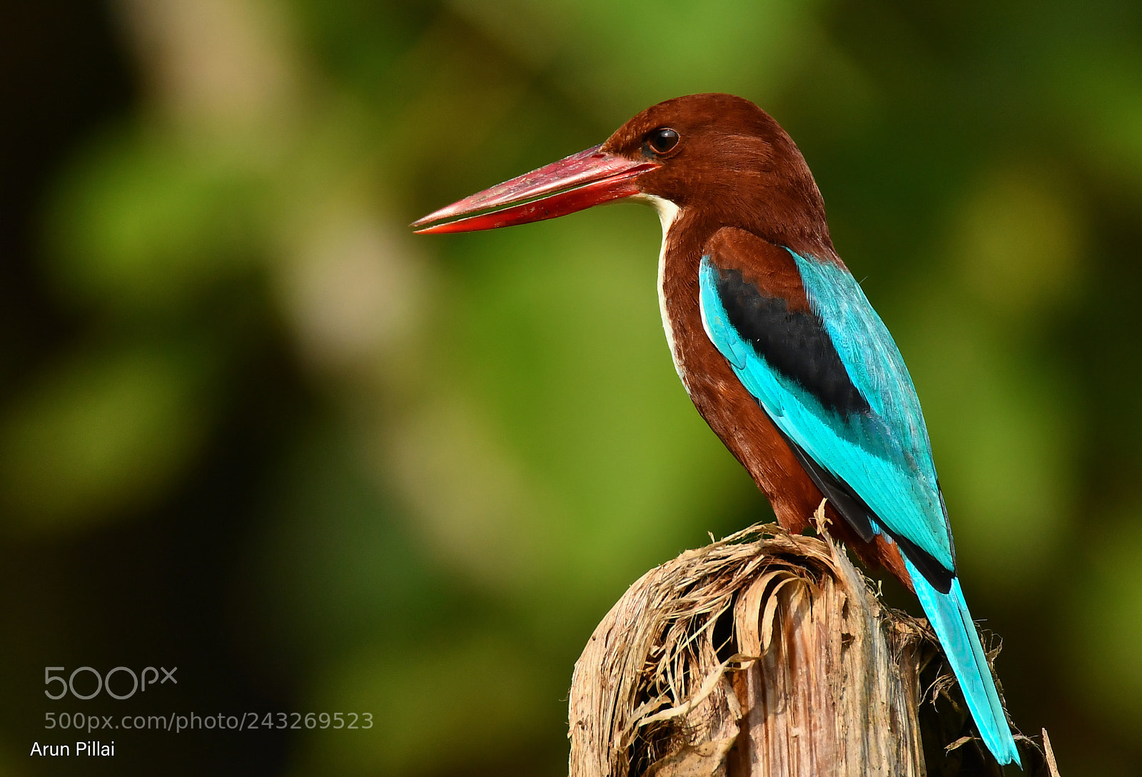 Nikon D500 sample photo. White breasted kingfisher photography